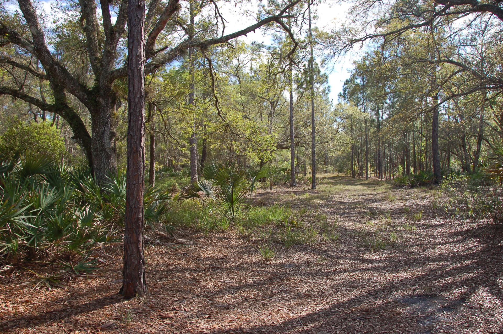 A sunlit forest path winding through tall trees and green undergrowth.