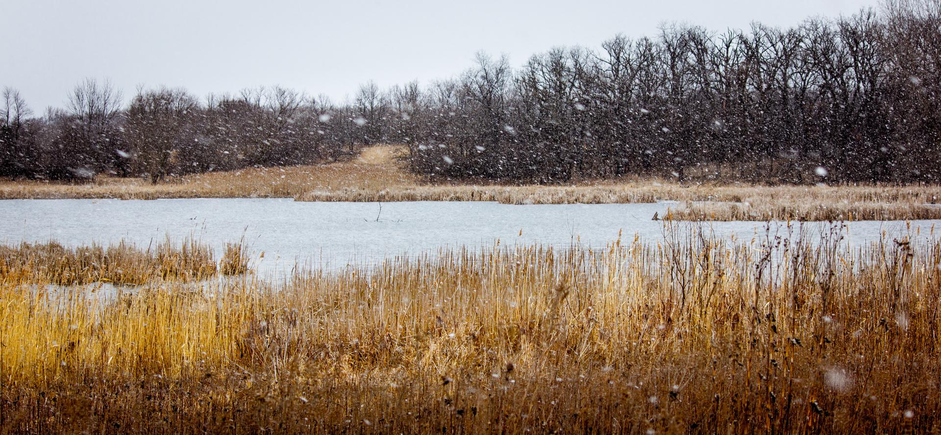 Snow falls over a winter lake with golden reeds and bare trees.