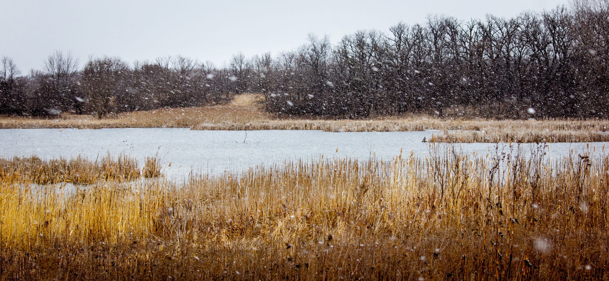 Snow falls over a winter lake with golden reeds and bare trees. - Paul Douglas Forest Preserve Loop