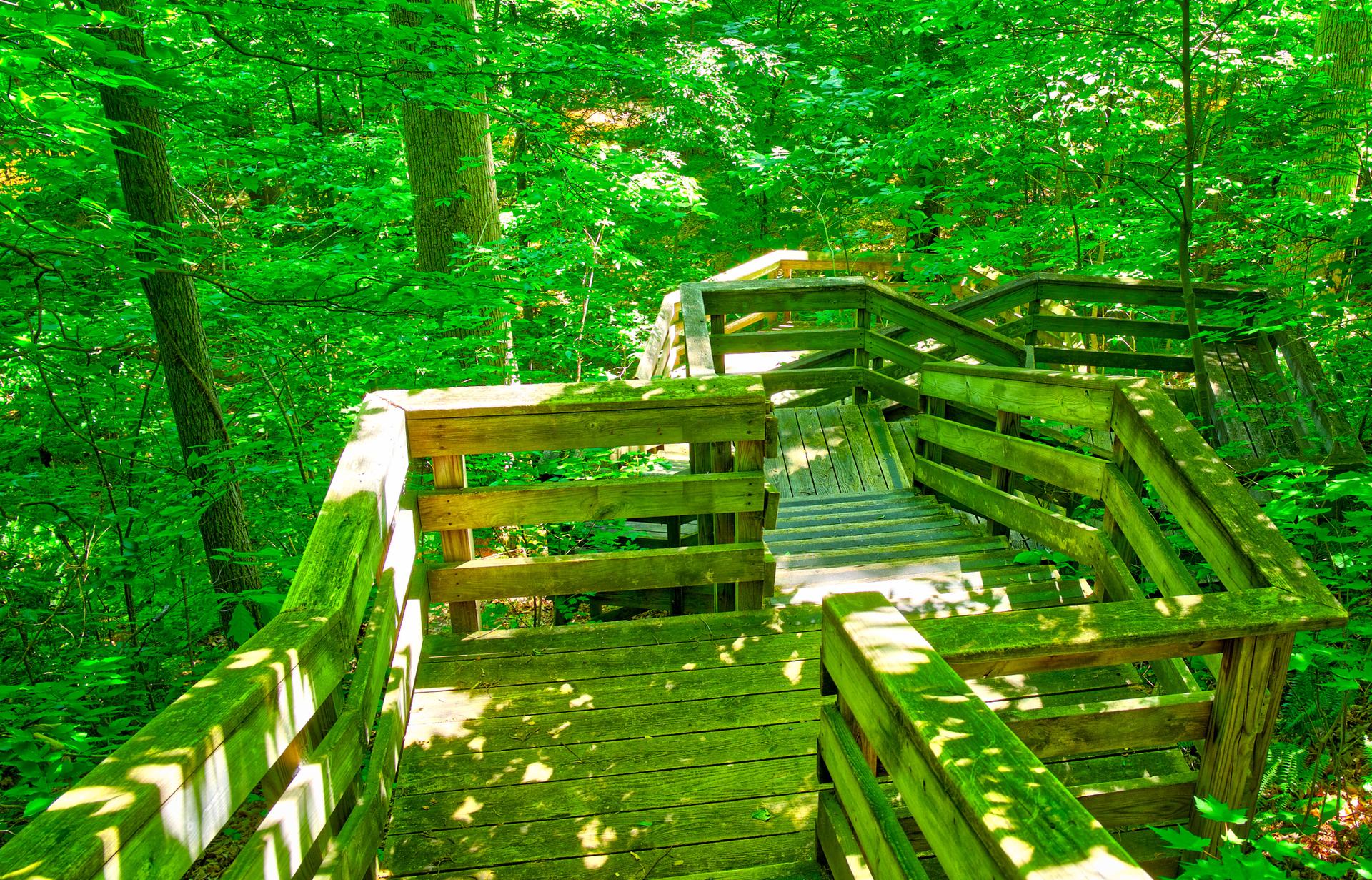 Winding wooden stairs surrounded by bright green, sun-dappled forest.