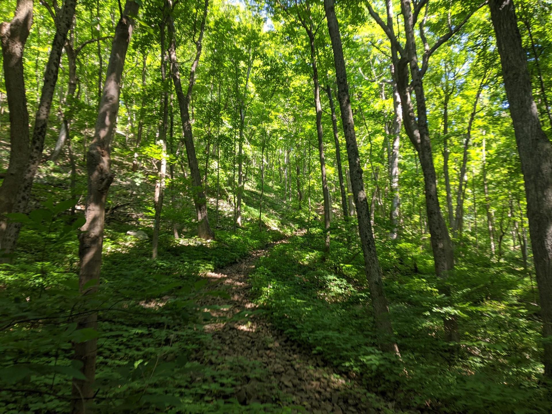 Sunlight filters through a lush green forest with a winding path.