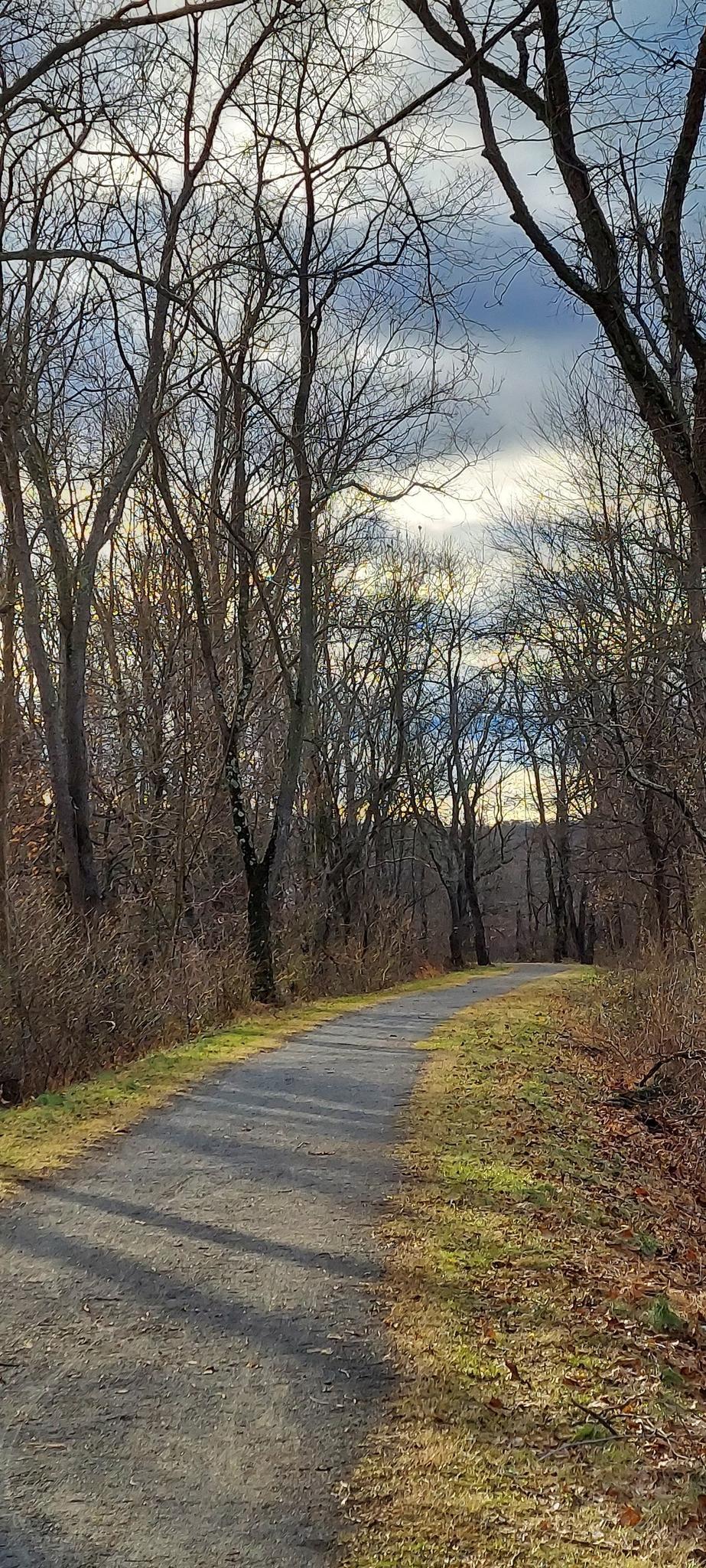 A winding path through a bare forest, with sunlight and shadows.