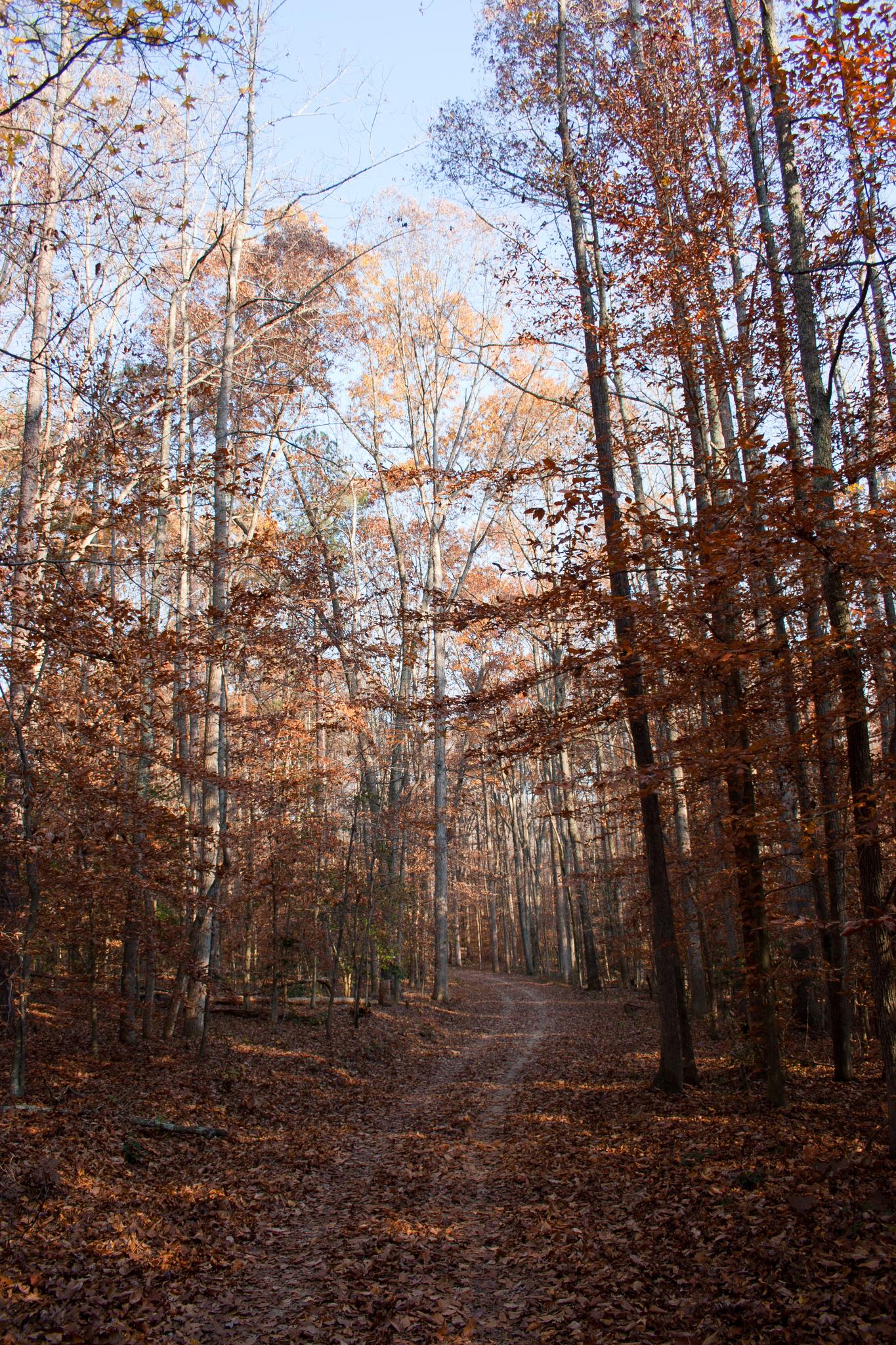 A sunlit forest path winding through tall trees with autumn leaves.