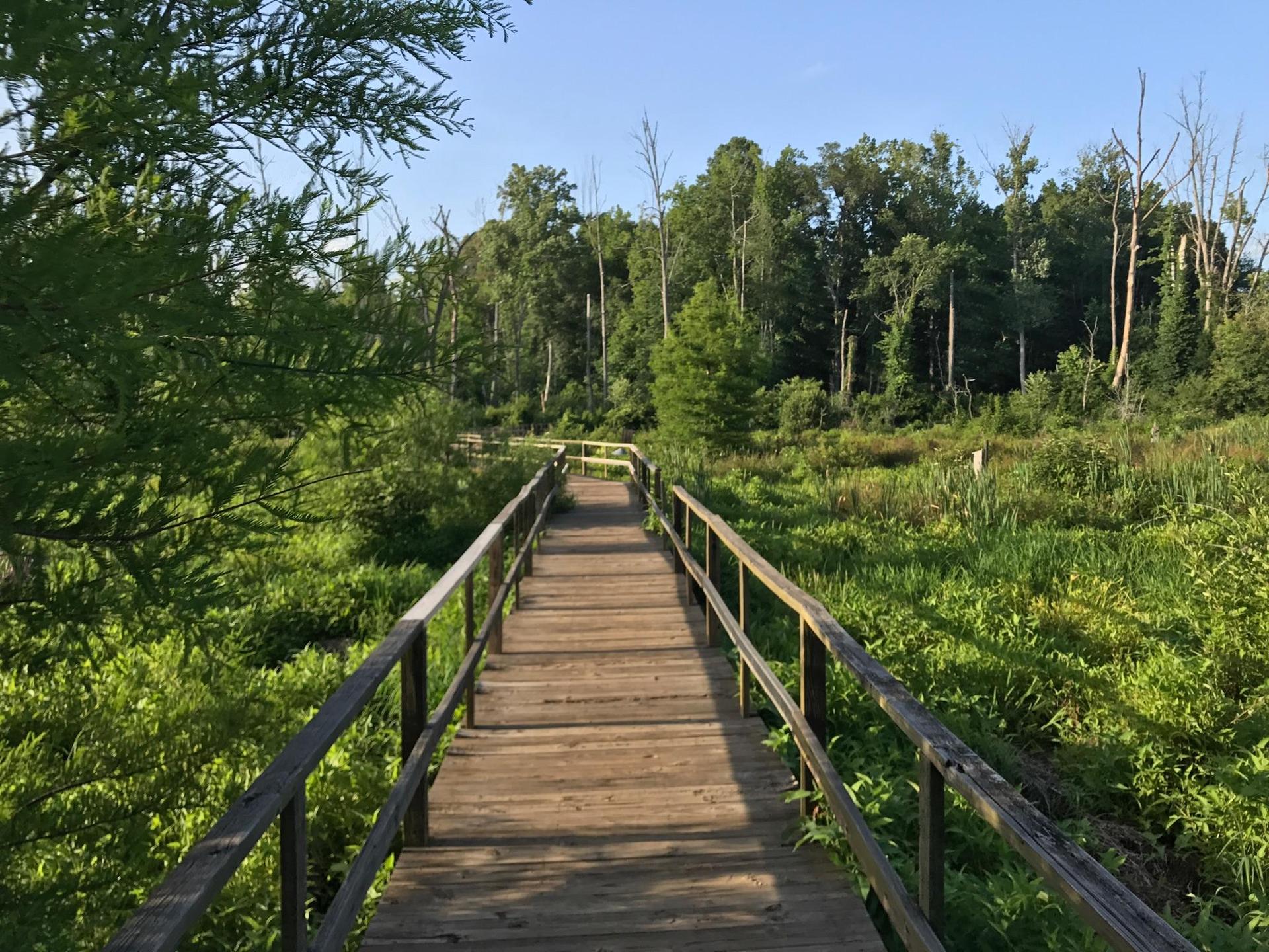 Wooden boardwalk through a sunny green marsh with dense trees.