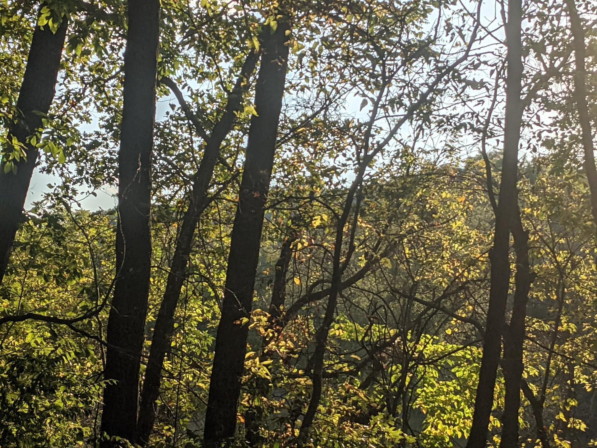 Sunlight filters through dense green forest canopy on a bright day.