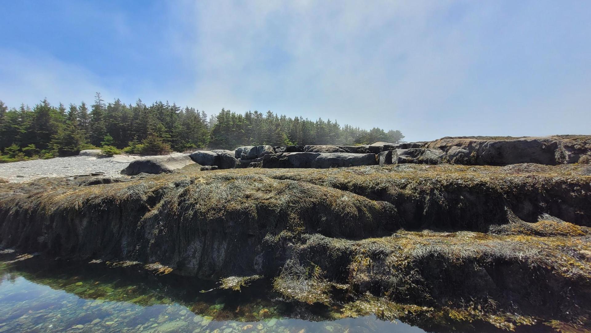 Seaweed-covered rocks along a clear water shoreline with distant forest.