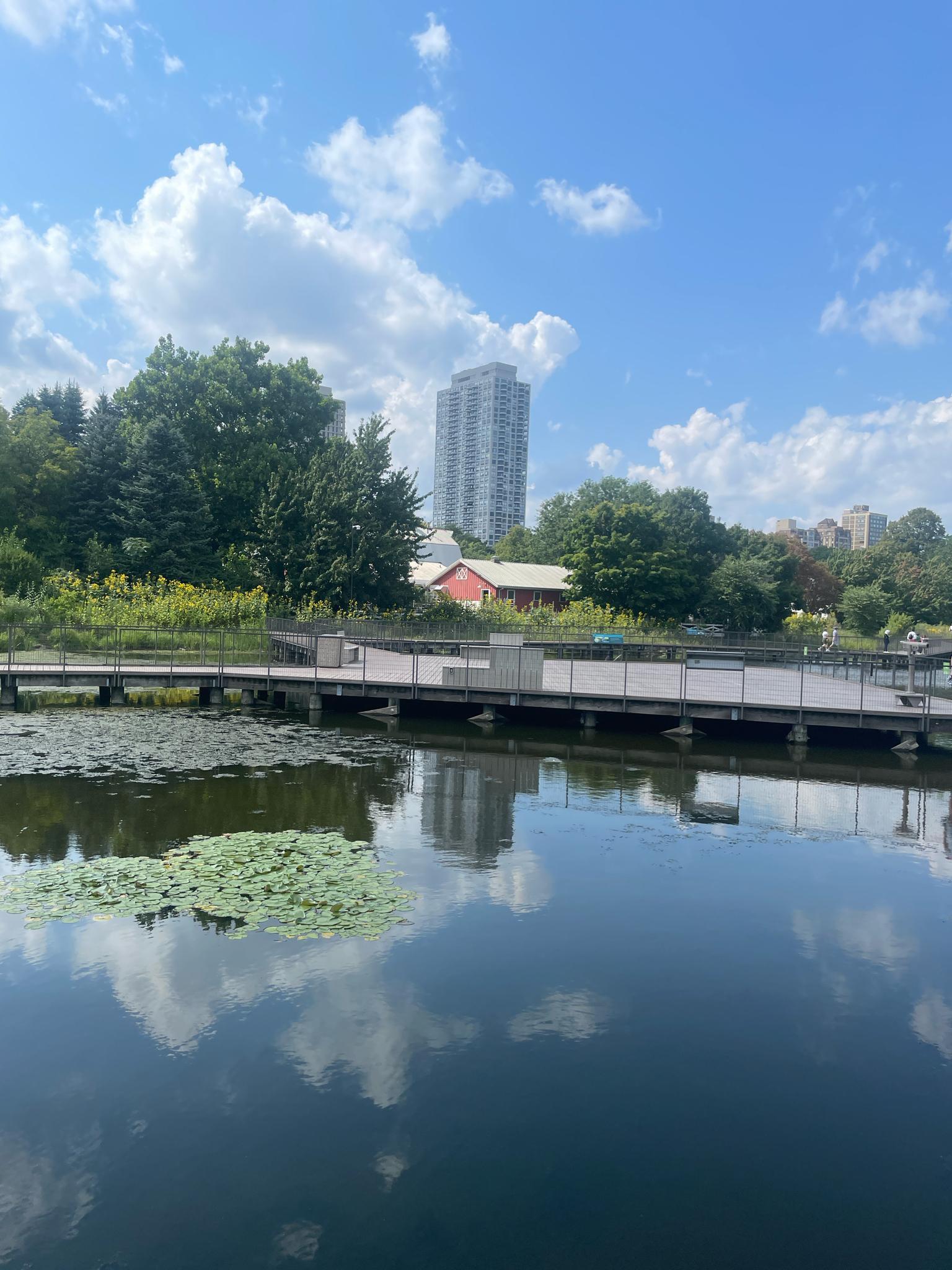 Calm pond with lily pads, boardwalk, and distant city buildings under blue sky.