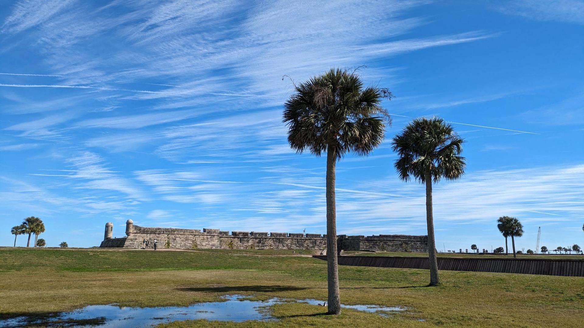 Palm trees in a grassy field with a large stone fort wall.