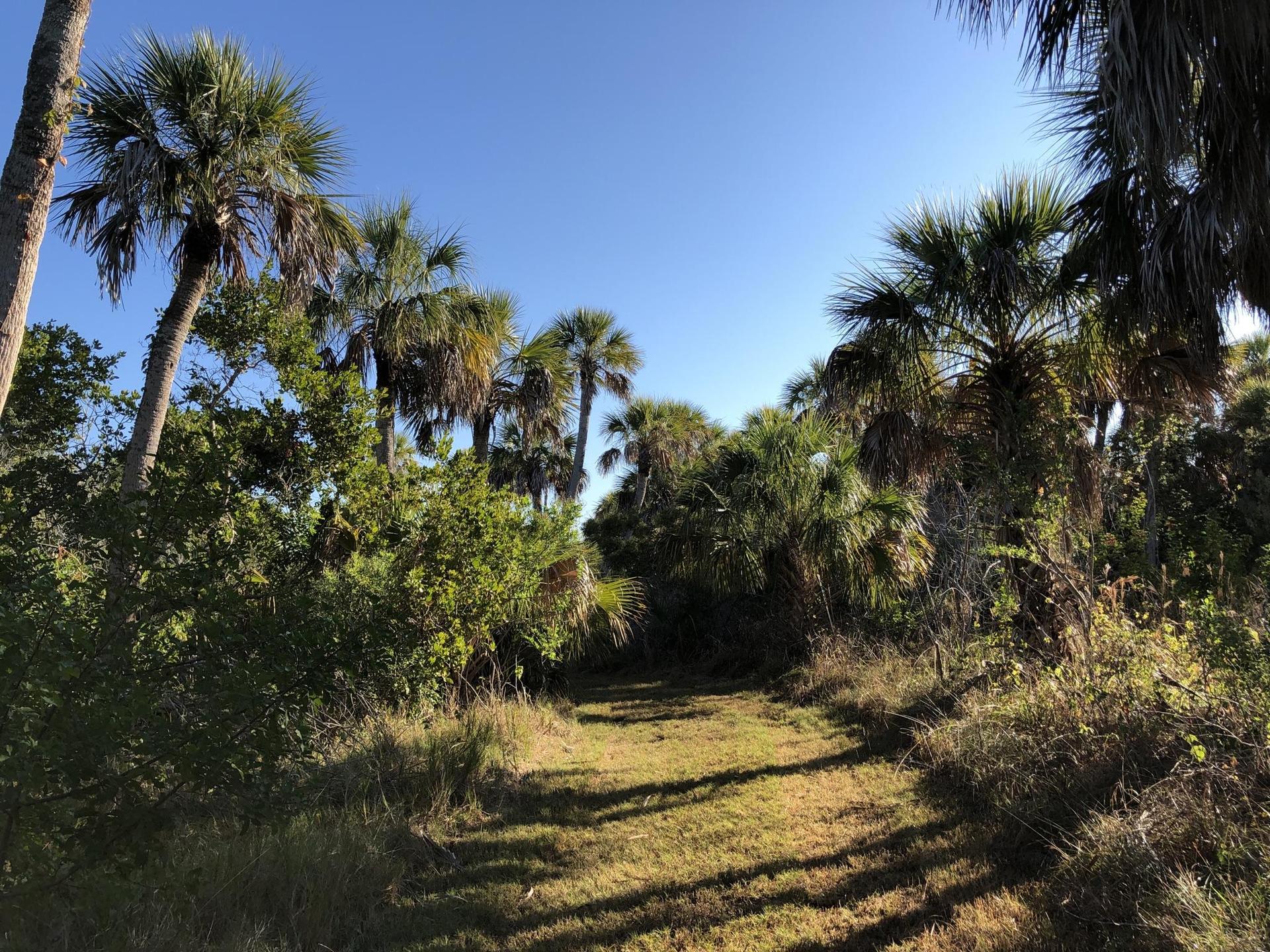 Sunny path through dense palm trees and green foliage under a blue sky.