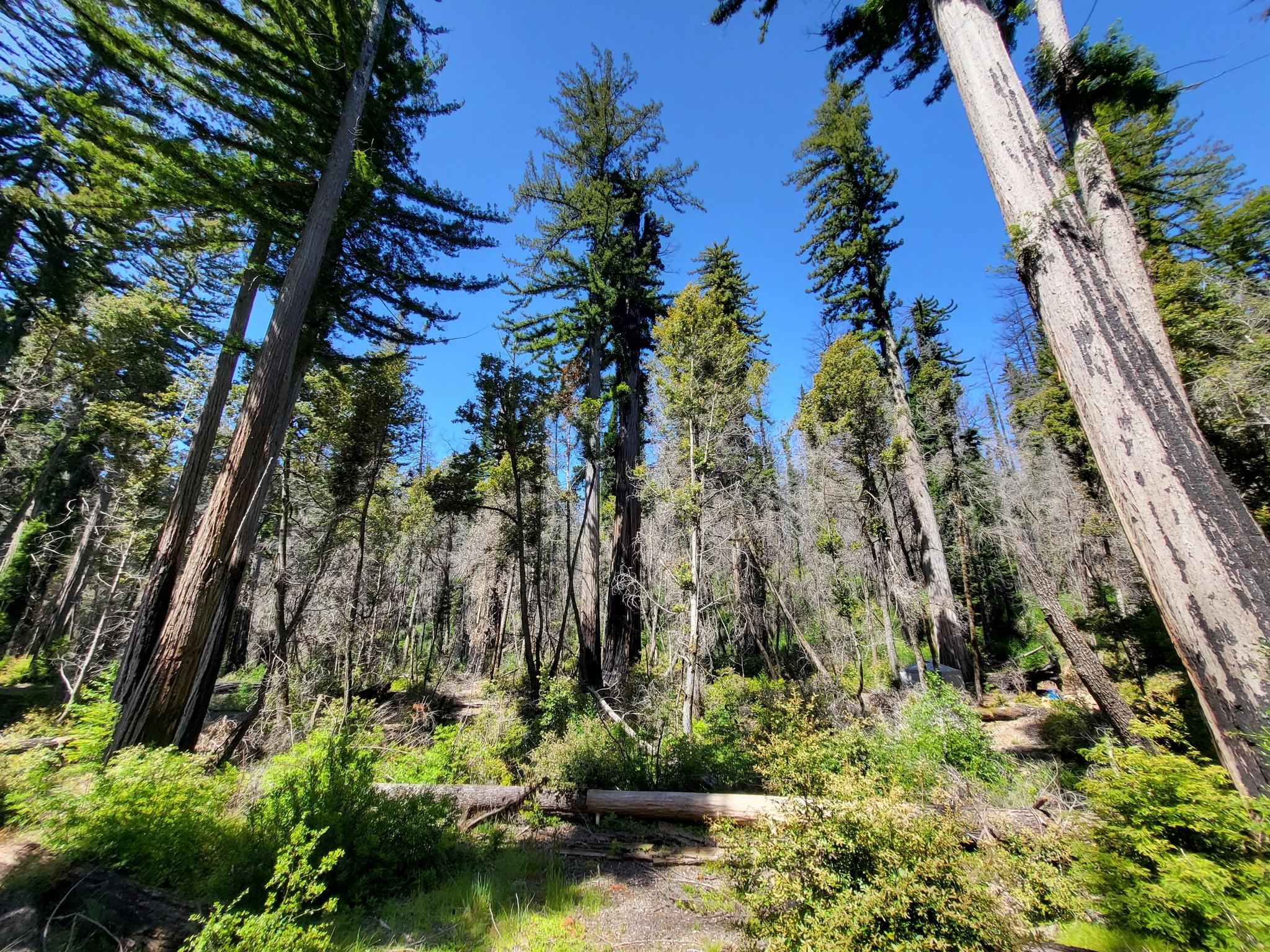 Tall evergreen trees reach for a bright blue sky in a sunny forest.