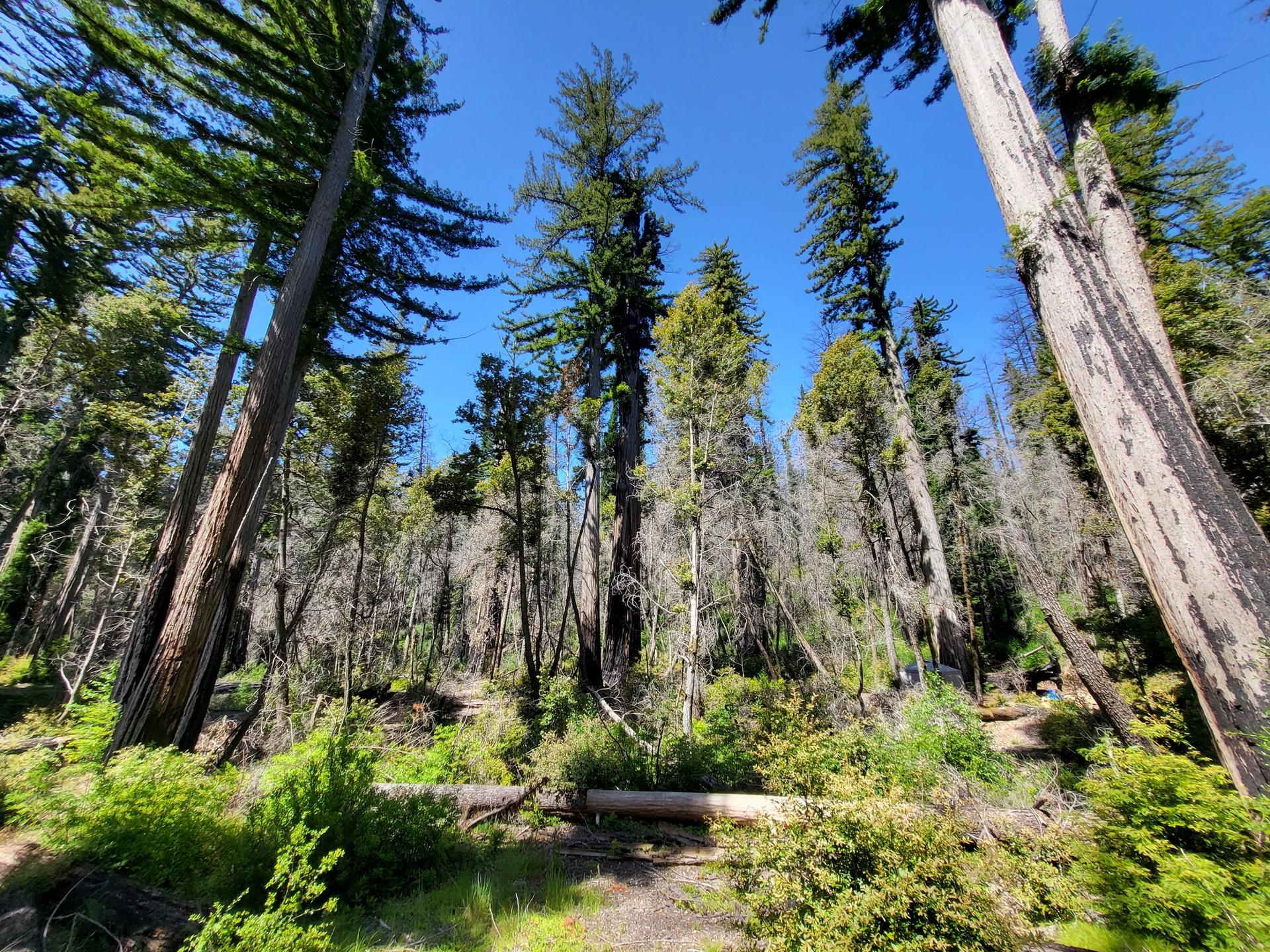 Tall evergreen trees reach for a bright blue sky in a sunny forest.