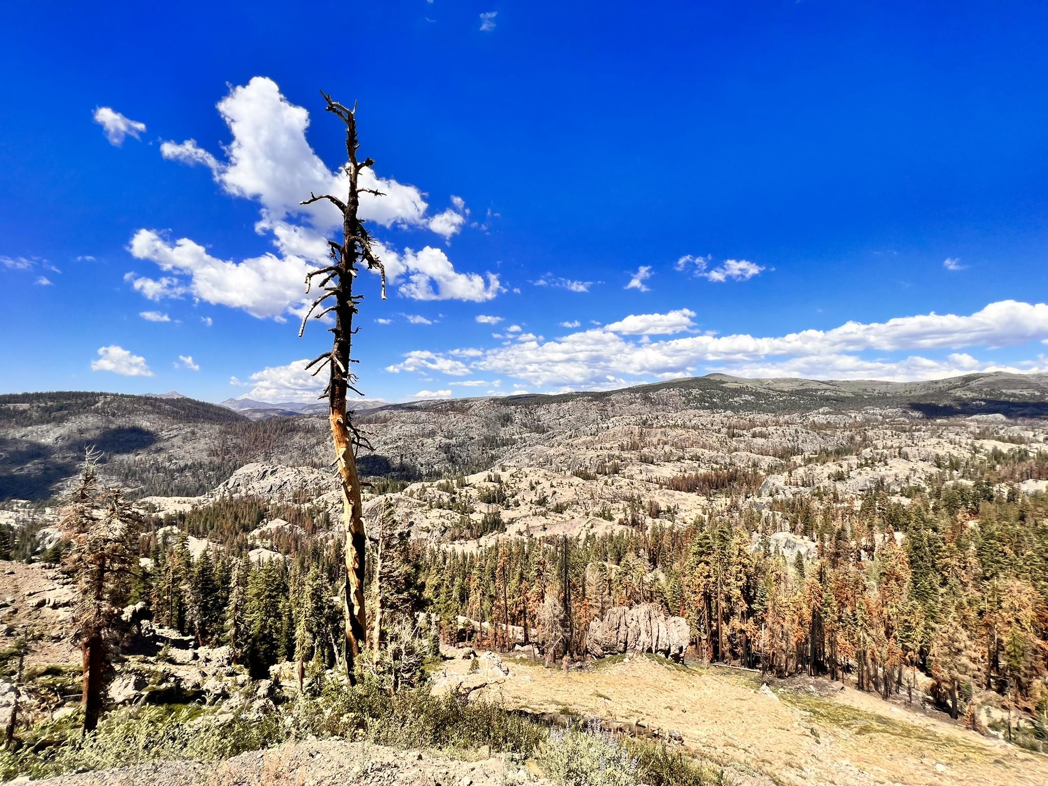 Tall dead tree overlooks a vast, rocky, forested landscape under a blue sky. - Thunder Mountain Loop Trail