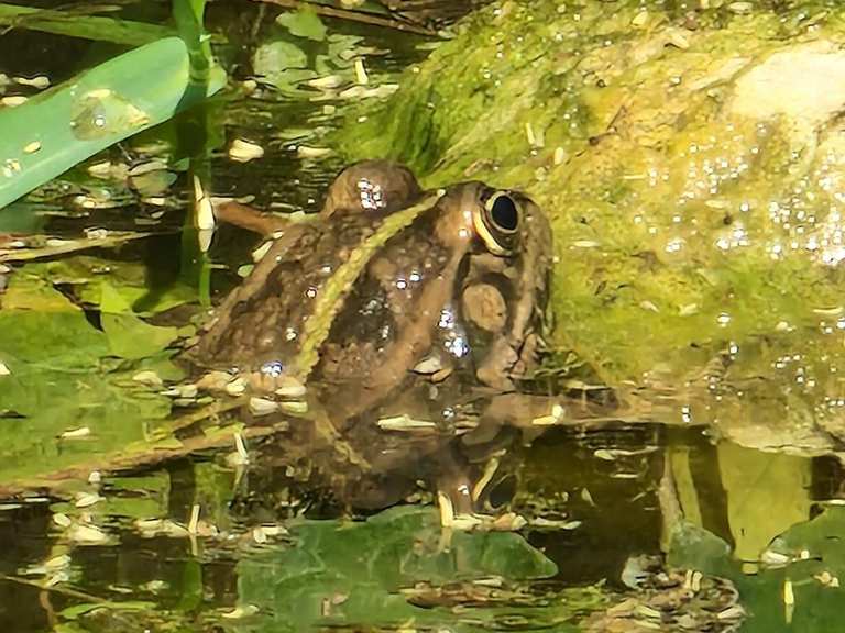 Kleiner Teich mit Fischen und Fröschen Radtouren und Radwege komoot