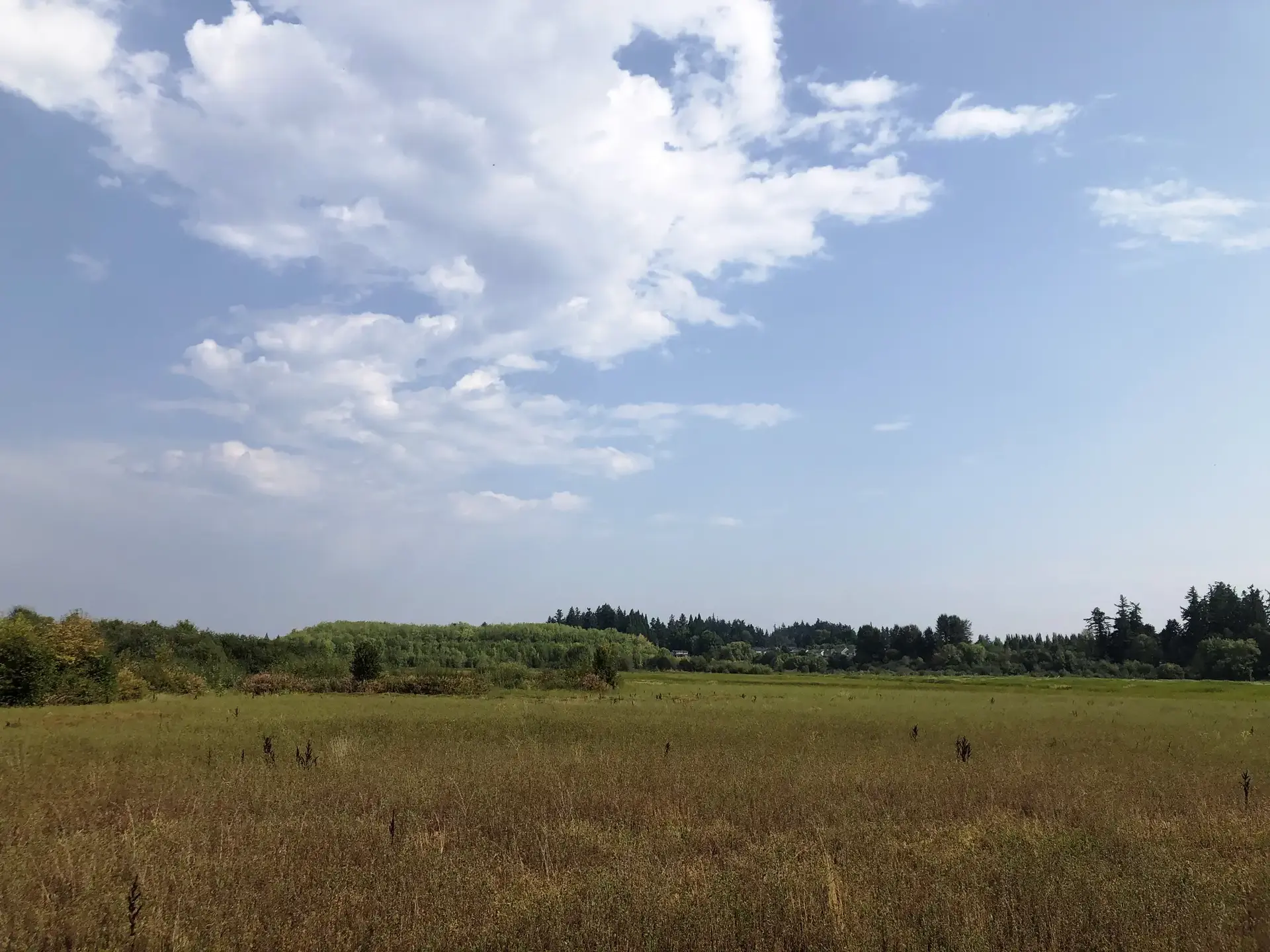 Golden-brown field under a bright blue sky with scattered white clouds.