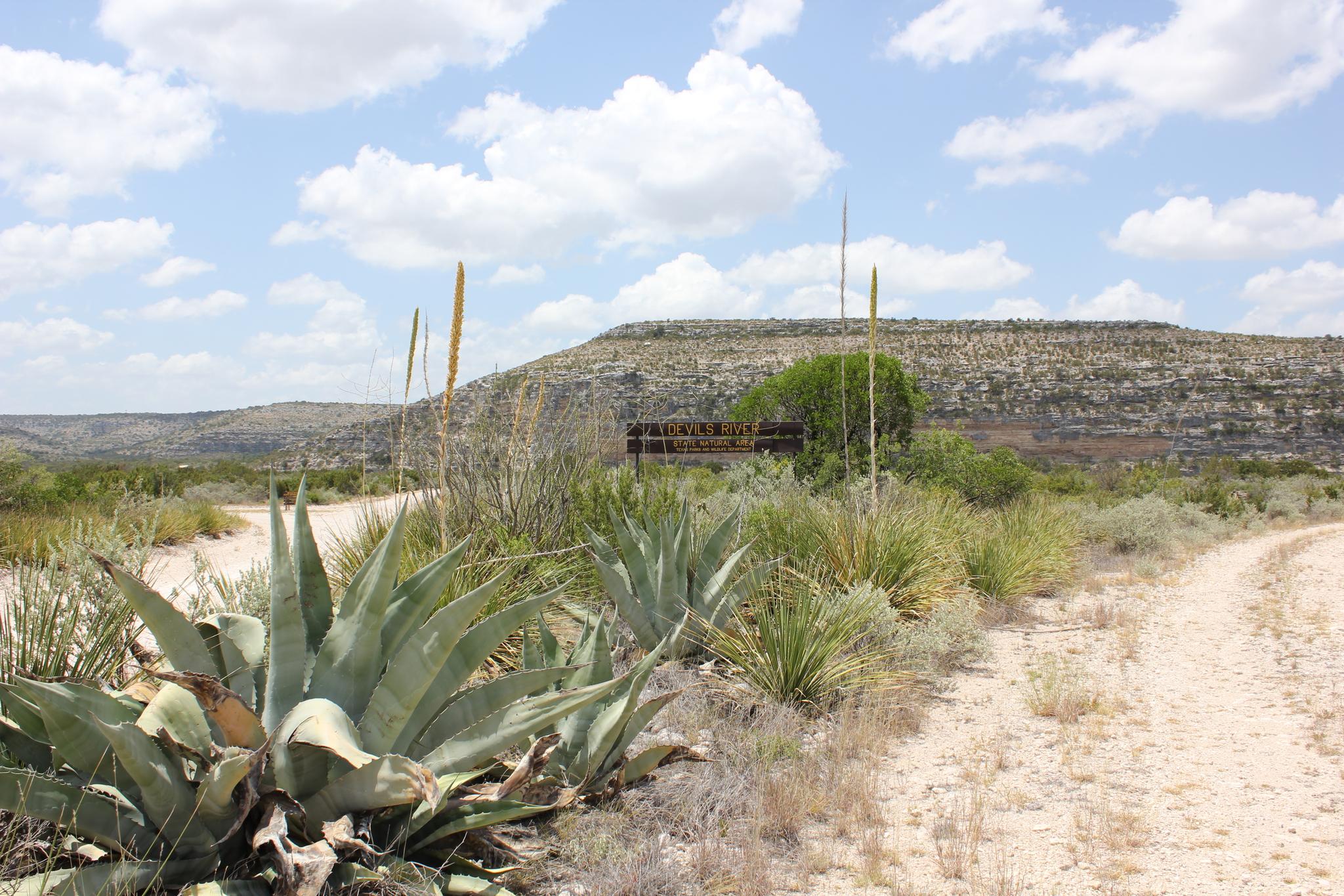 Dirt road, agave plants, and desert scrub under a partly cloudy sky.