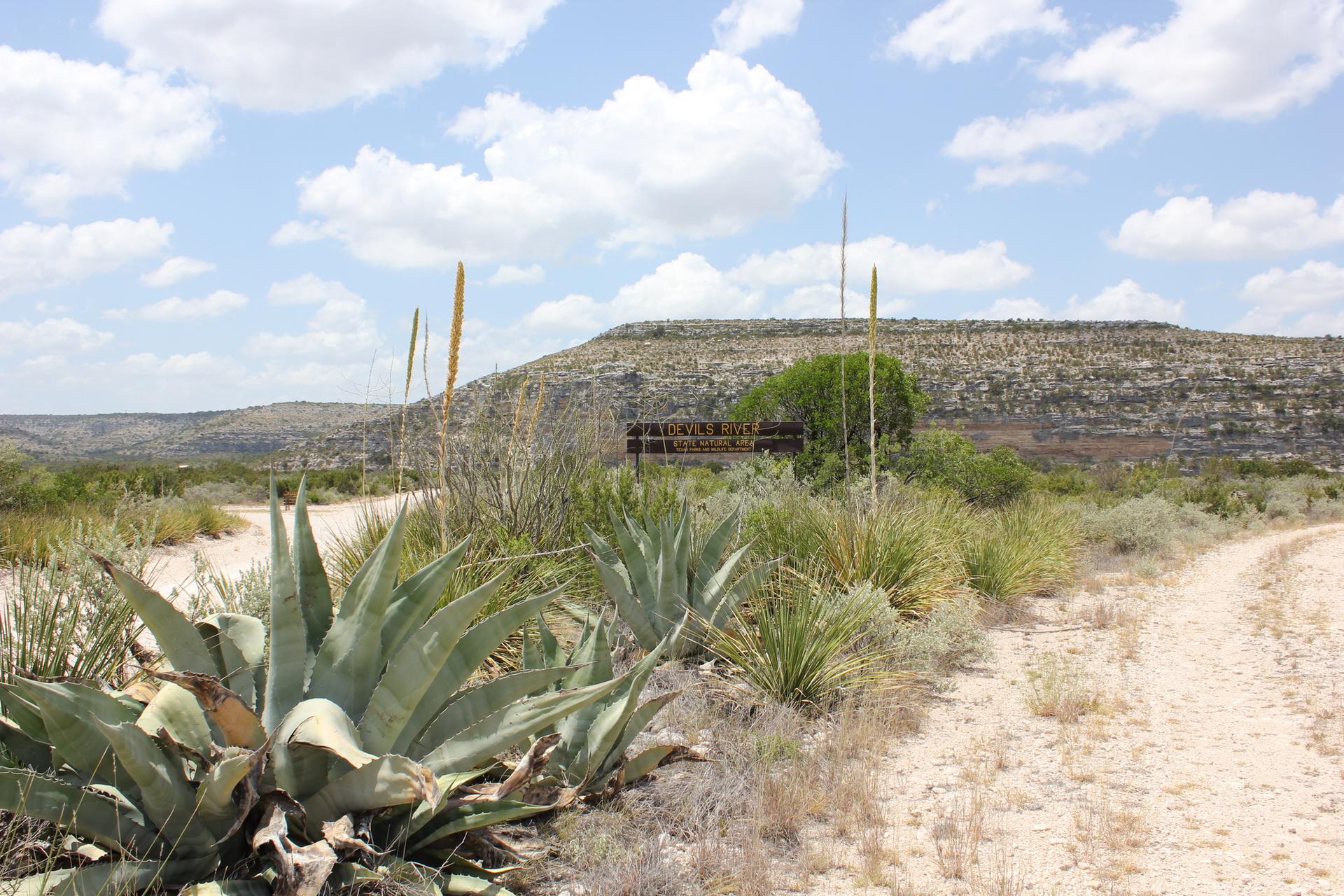 Dirt road, agave plants, and desert scrub under a partly cloudy sky.
