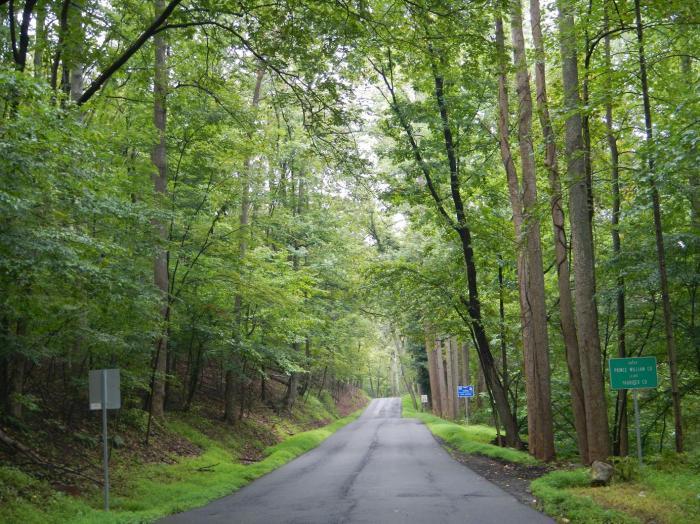 A paved road winds through a dense, lush green forest on an overcast day.