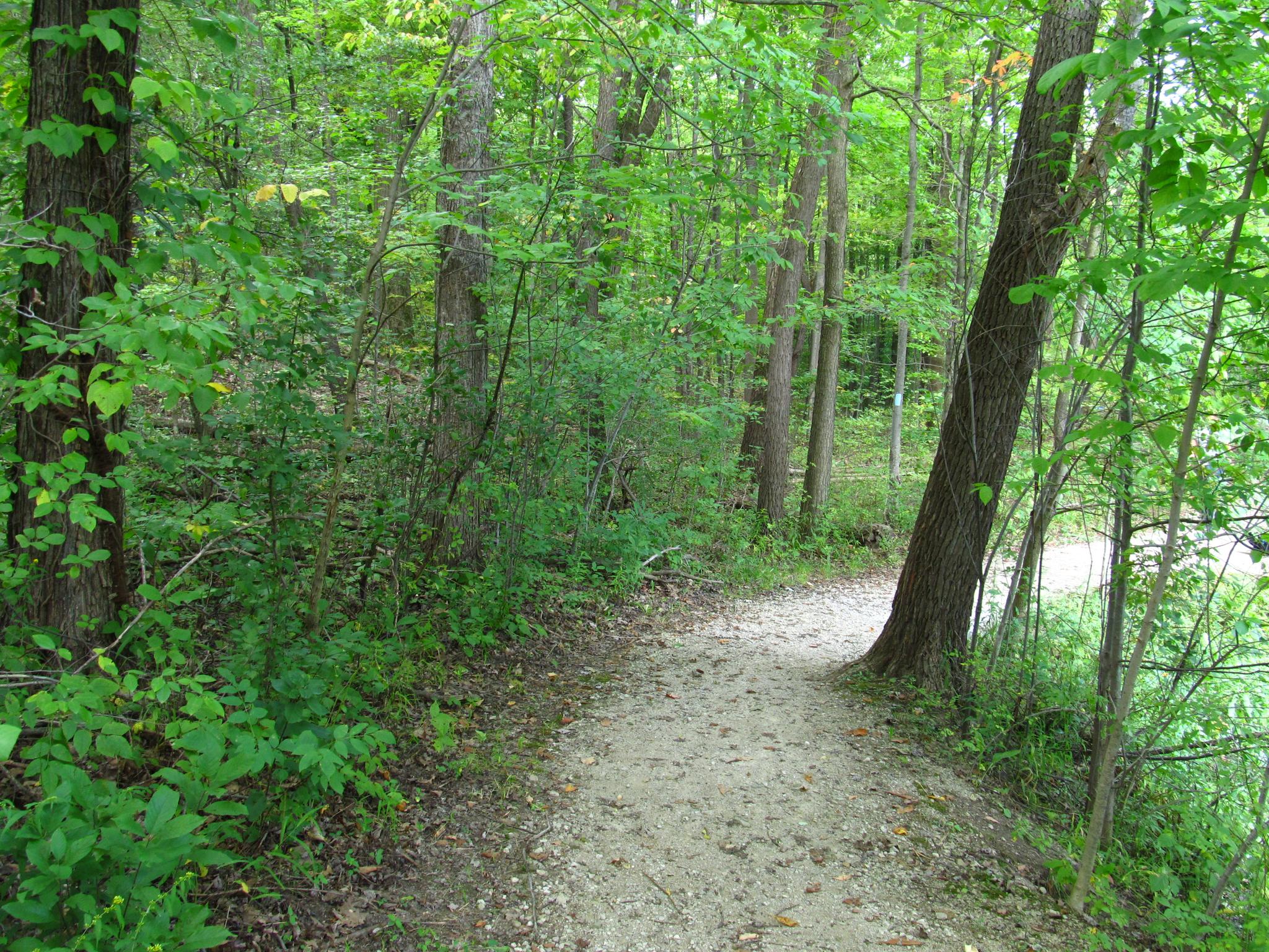 Dirt path winding through a dense green forest on a bright day.
