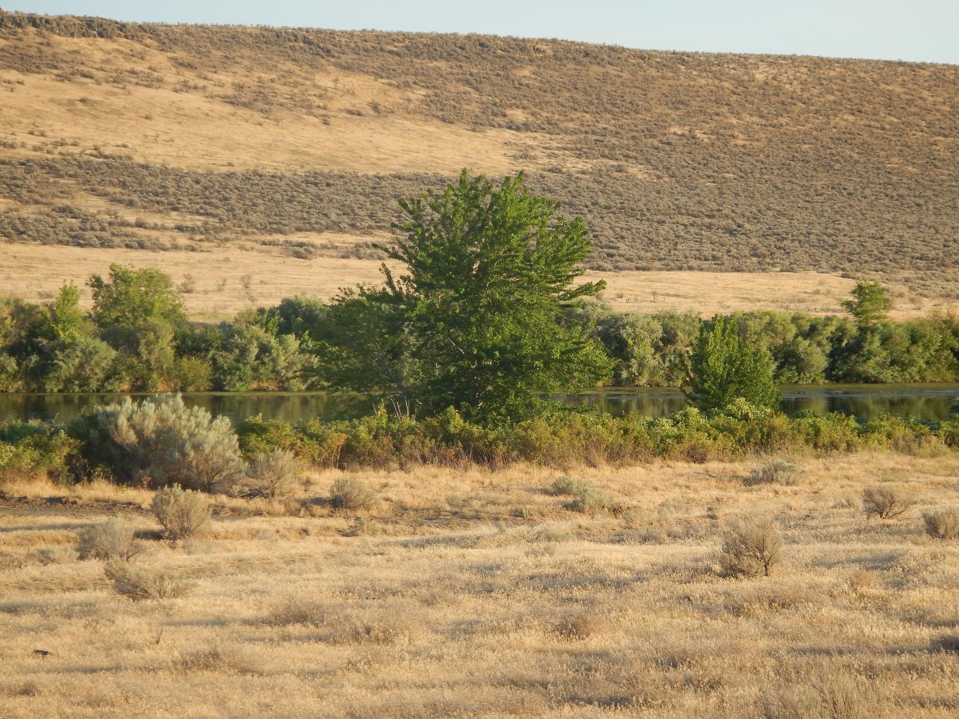 Green trees line a river with dry, grassy hills under bright light.
