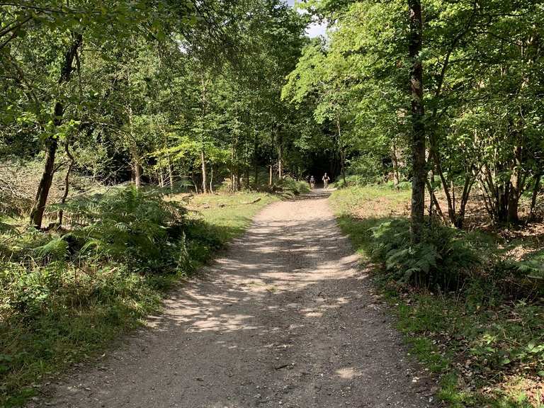 Roydon Woods Nature Reserve Routes for Walking and Hiking | Komoot