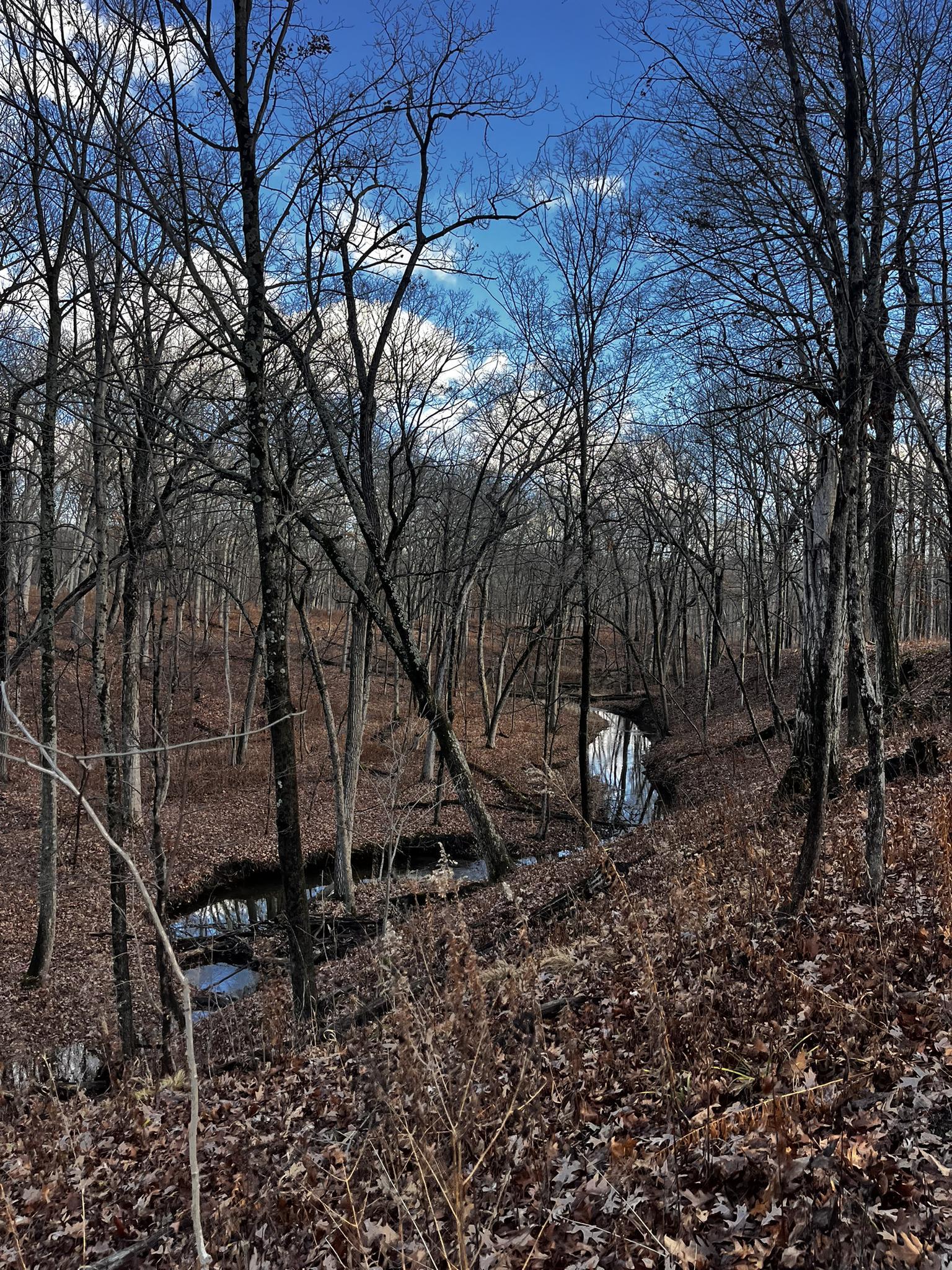 Bare trees in a forest with a winding stream under a bright blue sky.