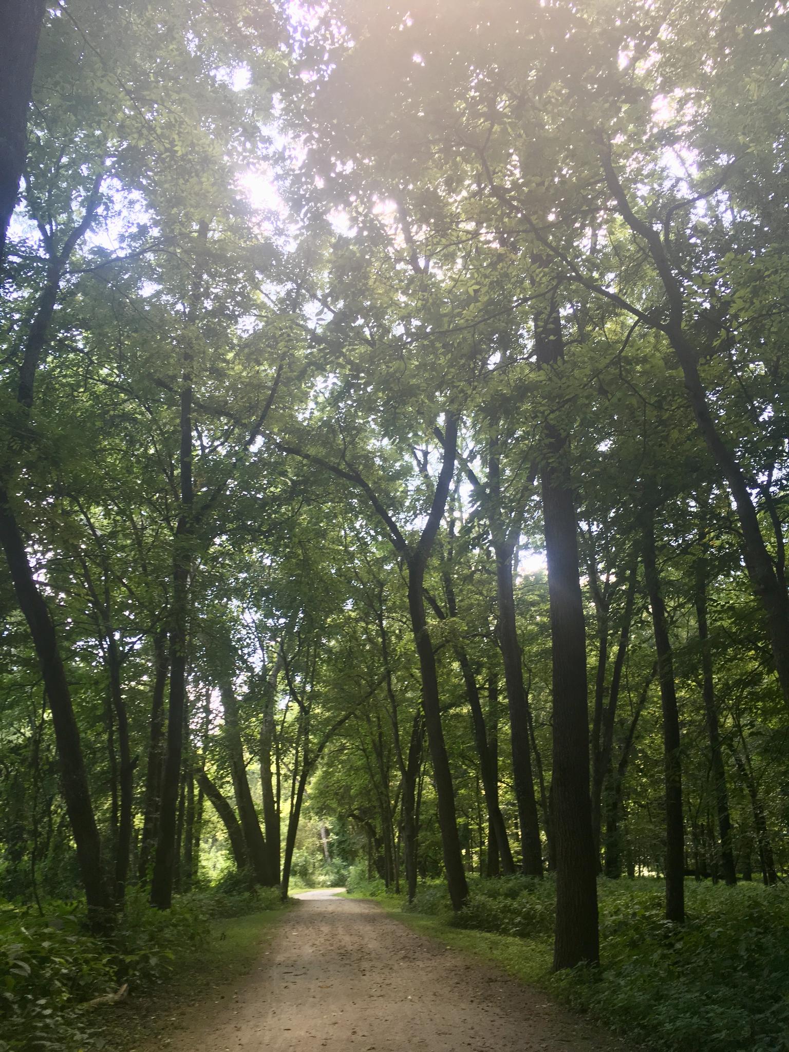 Dirt path winding through a dense forest with sunlight filtering through green leaves.