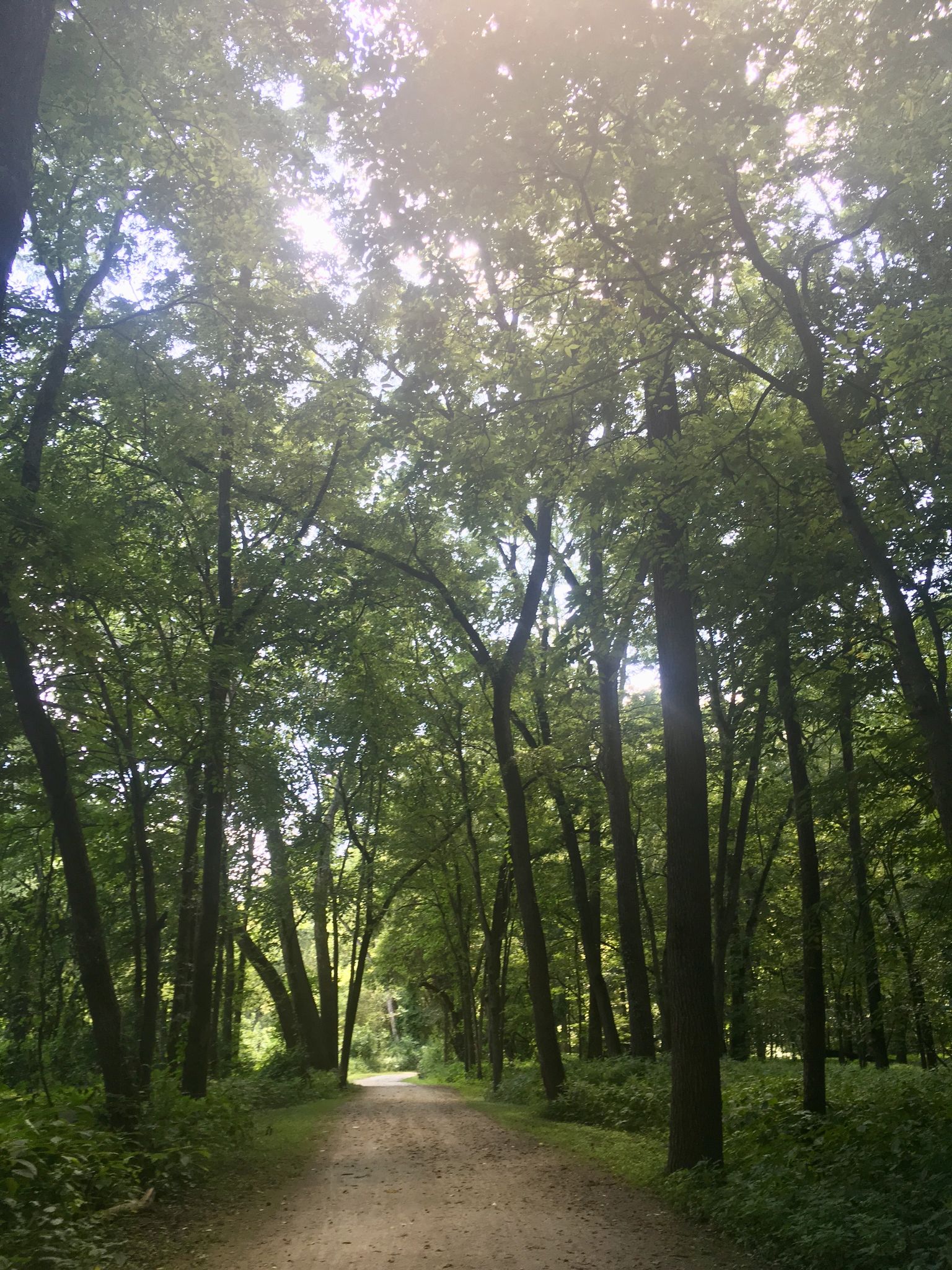 Dirt path winding through a dense forest with sunlight filtering through green leaves. - Sac and Fox Trail – Indian Creek Nature Center loop from Mount Mercy University