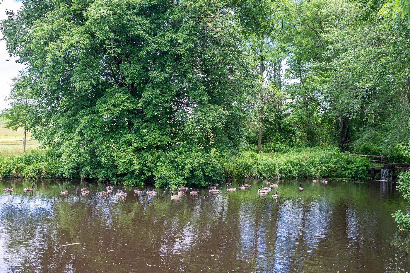 Ducks swimming in a pond surrounded by dense green trees and foliage.