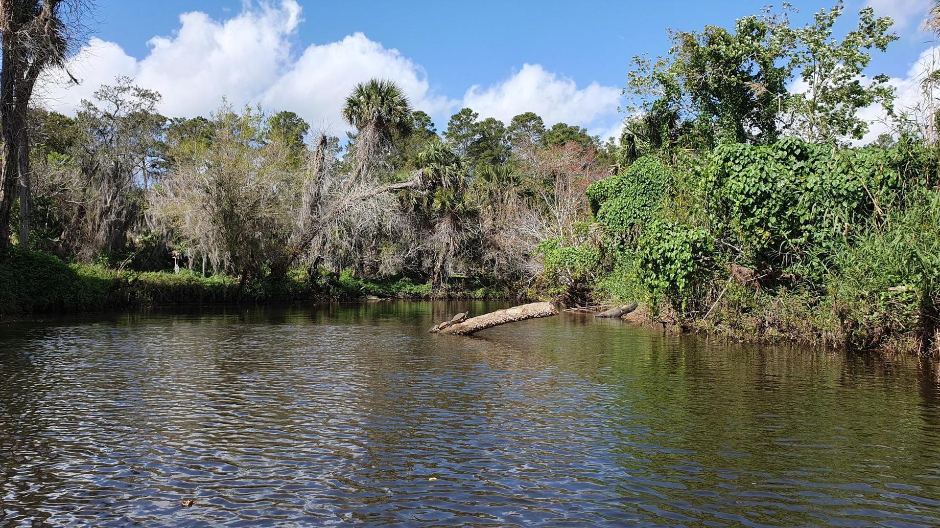 A calm river flows past lush green and dry trees under a bright blue sky.