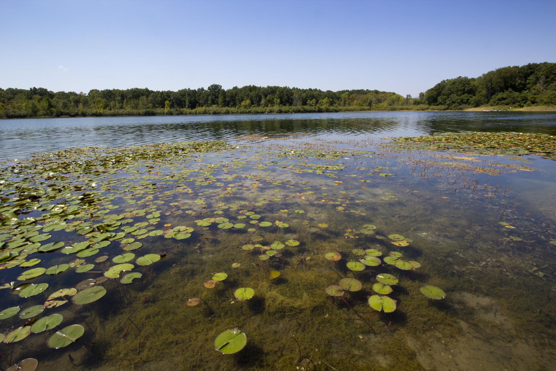Sunny lake with numerous lily pads and a distant green forest.