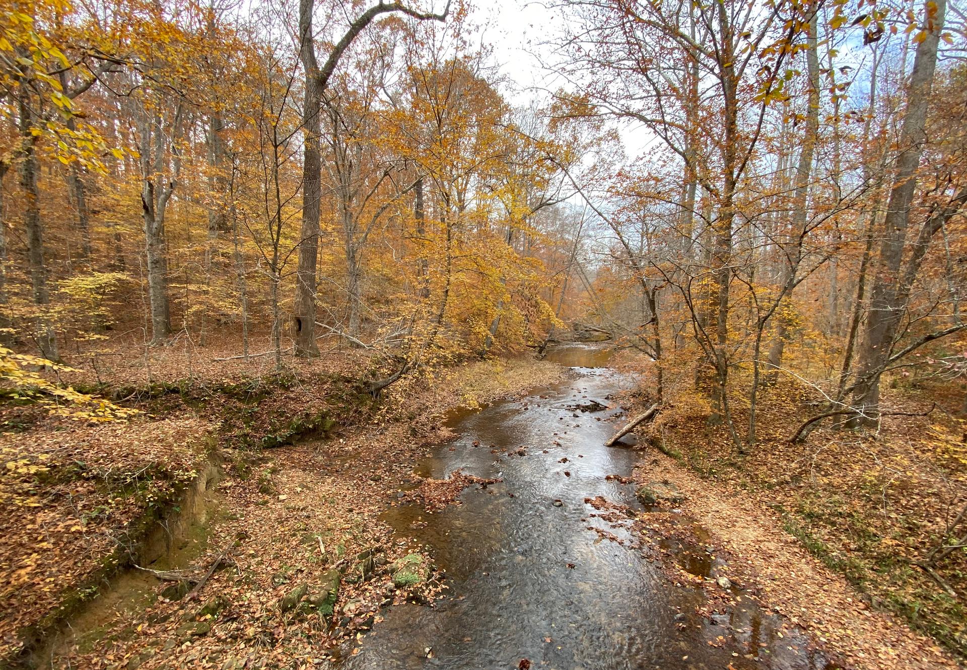 A stream flows through a forest with colorful autumn leaves under an overcast sky.