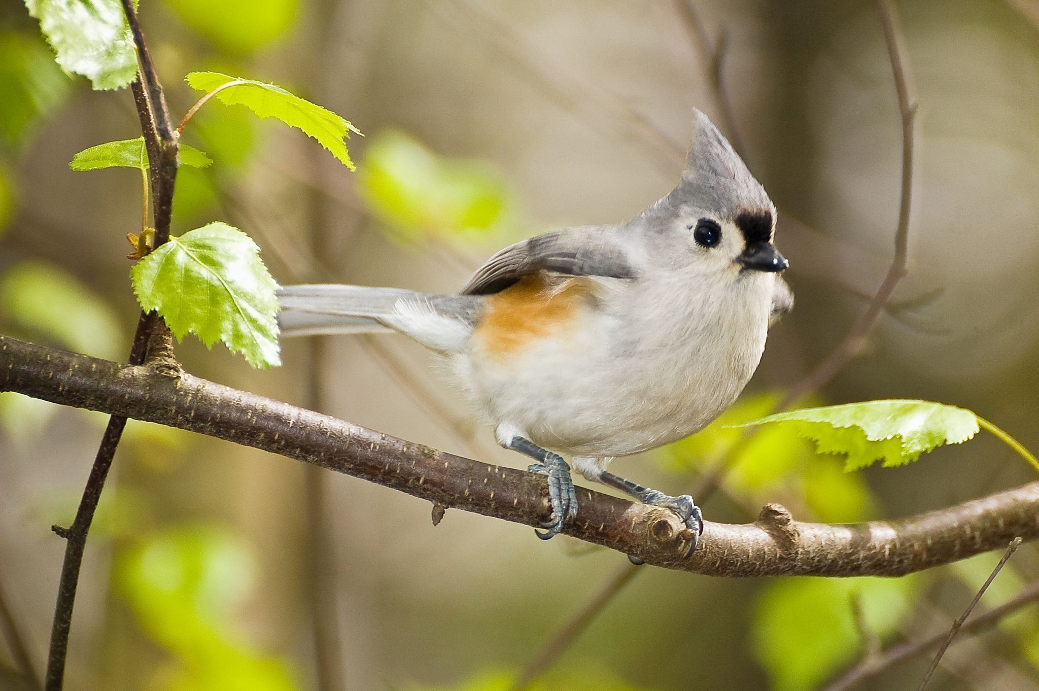A small gray bird with a crest perches on a leafy branch. - Triple Valley Loop