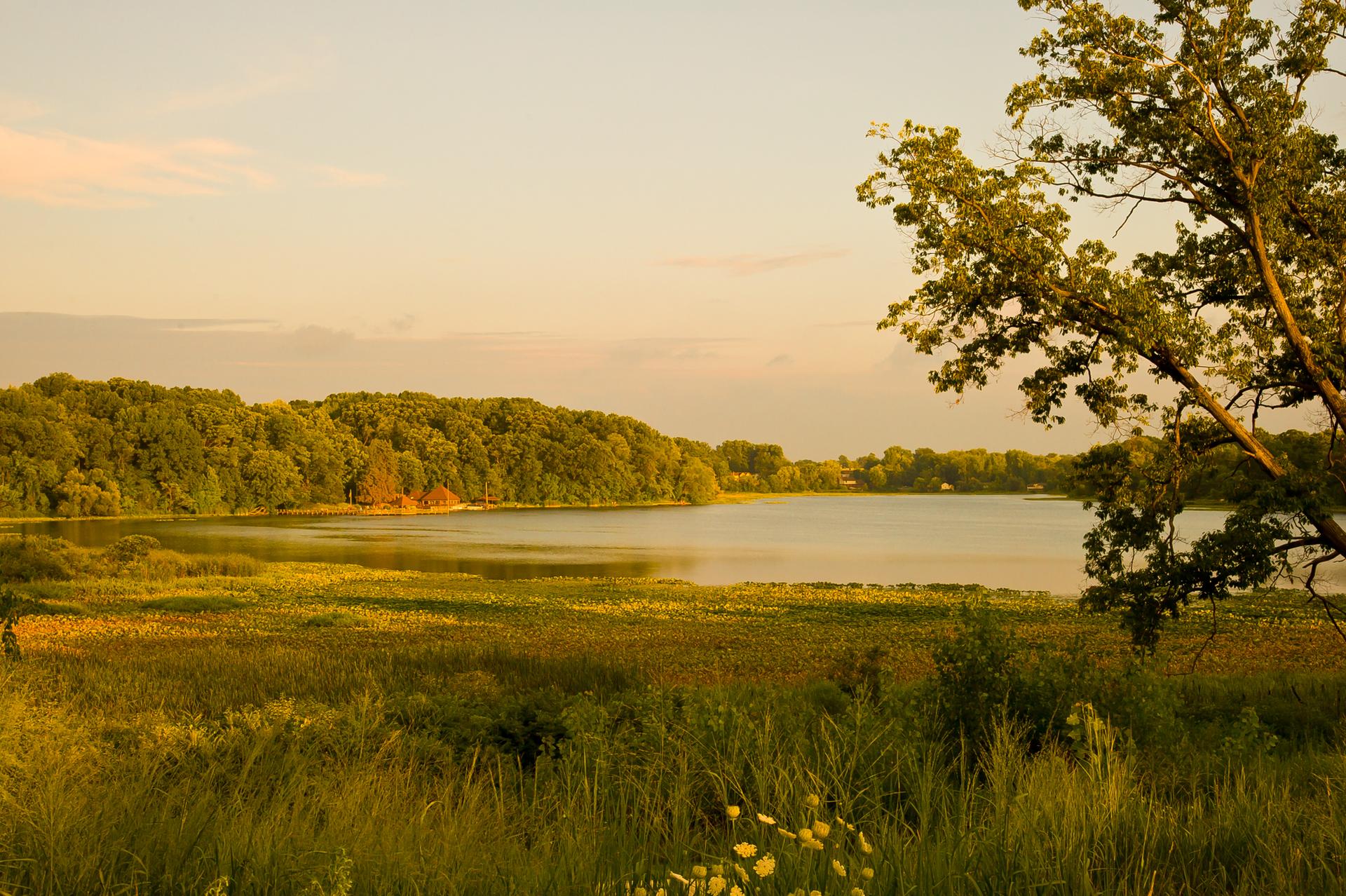 Warm golden light illuminates a calm lake surrounded by lush green trees and tall grass.