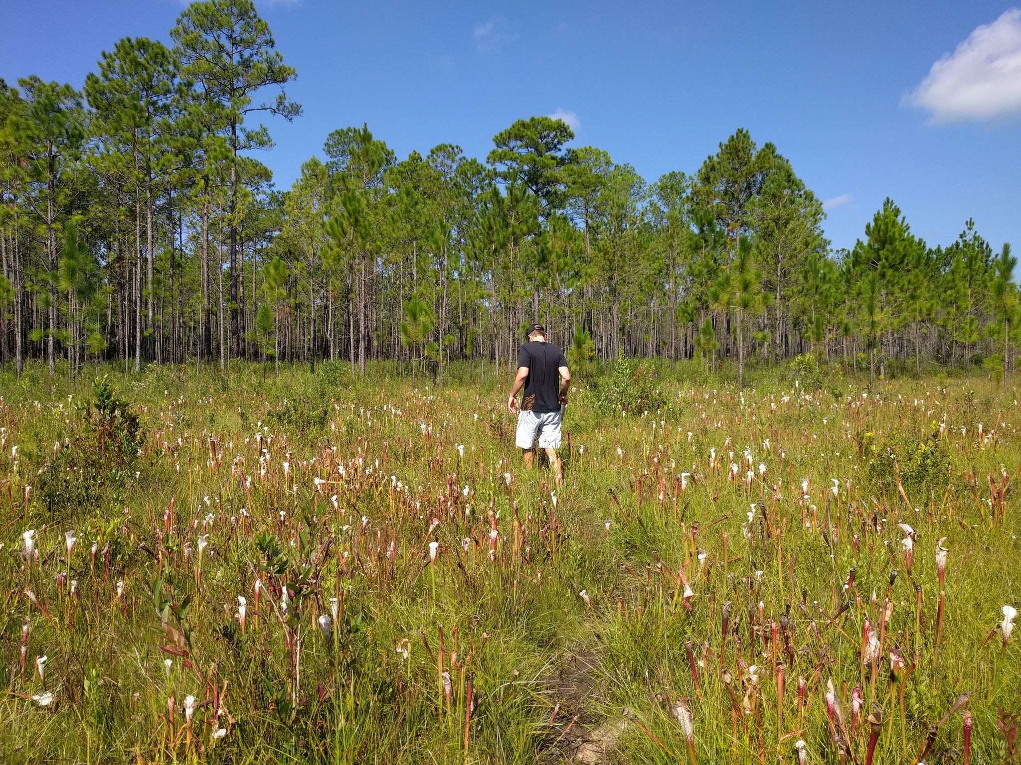 Man walks through a sunny field of white flowers and tall pine trees. - Pitcher Plant Loop Multi-Use Trail