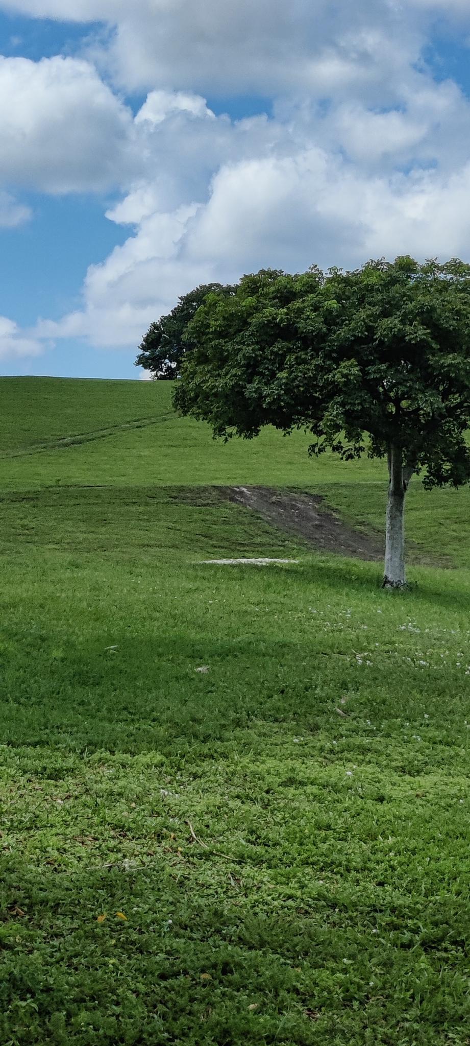 A lone tree on a green grassy hill under a partly cloudy sky.