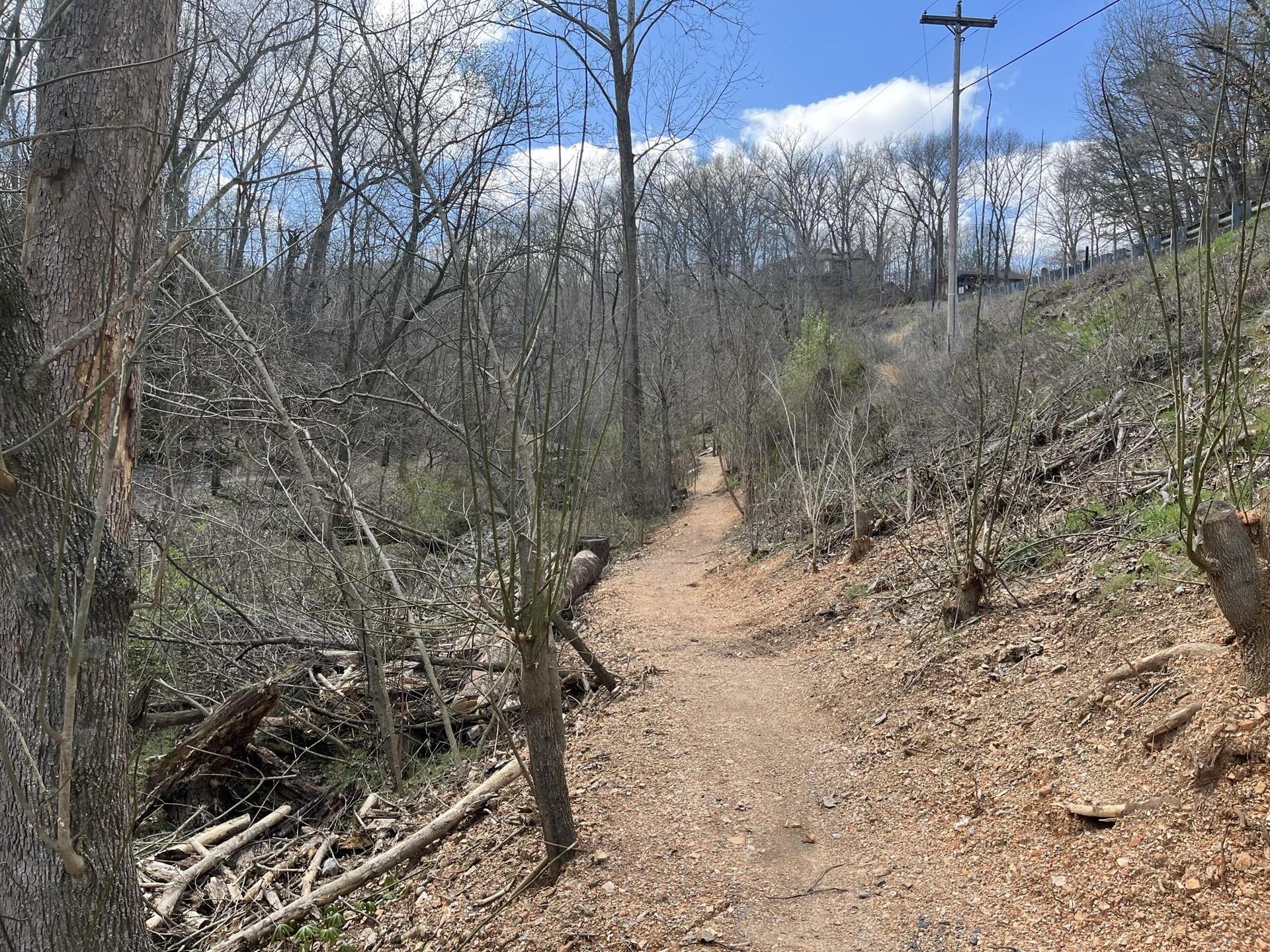 A dirt path winds uphill through a sparse forest on a bright day.