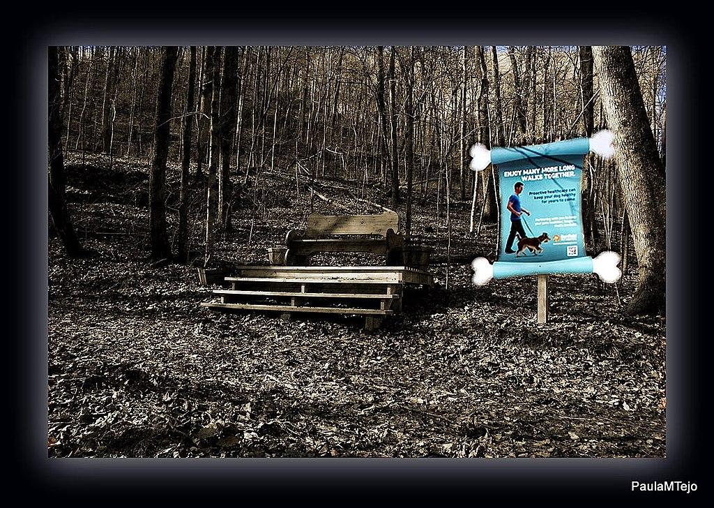 A wooden bench and a dog-walking sign in a dim, bare forest.