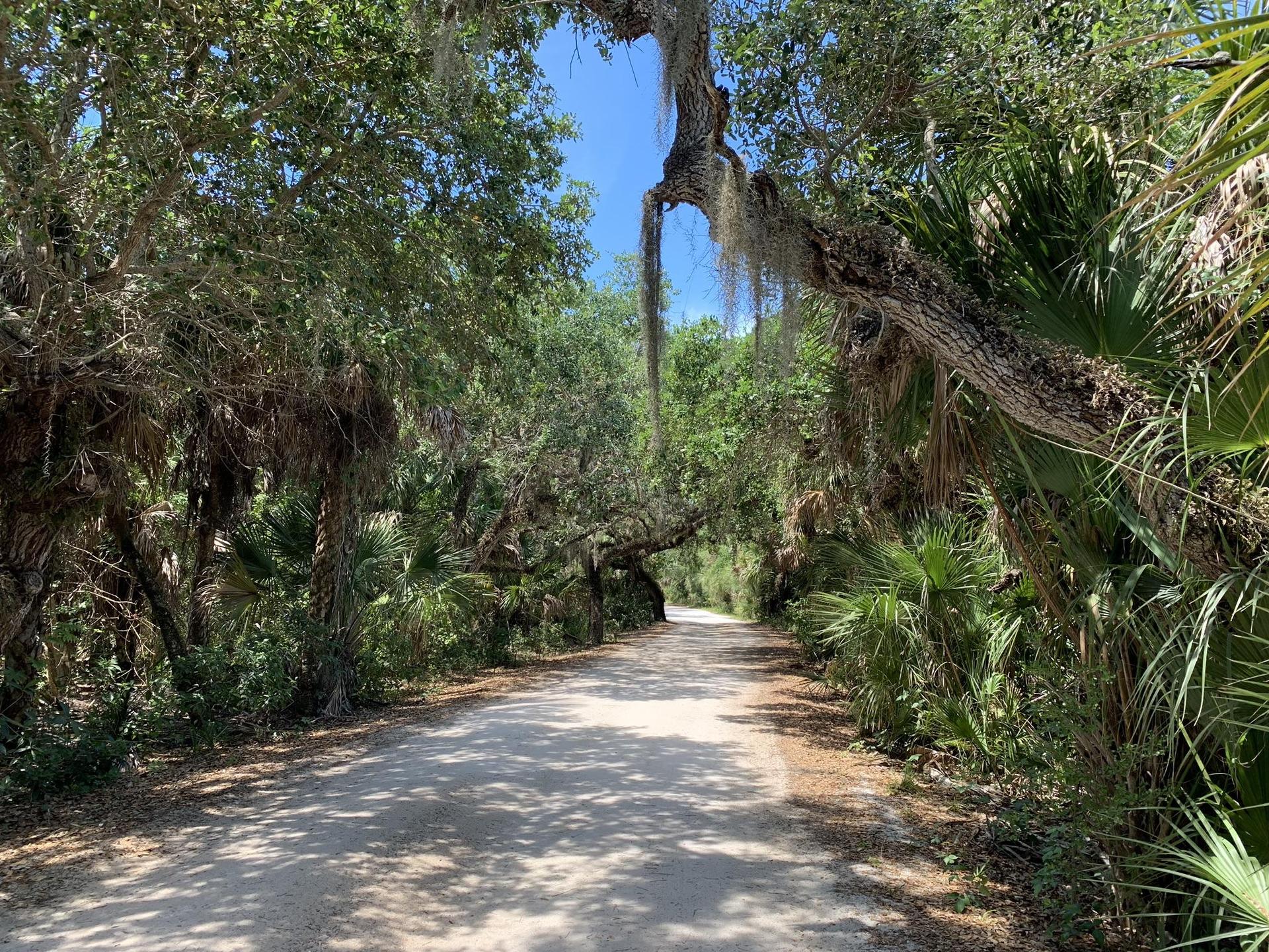 Sunlit dirt road under a canopy of trees and palm-like plants.