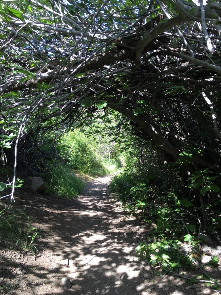 A sunlit dirt path winds through a dense, green, tunnel-like canopy of trees.