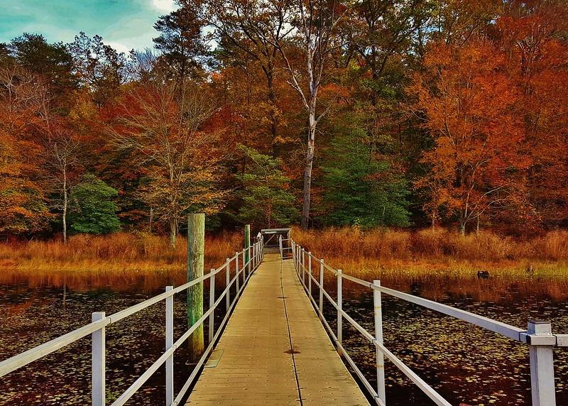 A wooden boardwalk extends over water towards a vibrant autumn forest.
