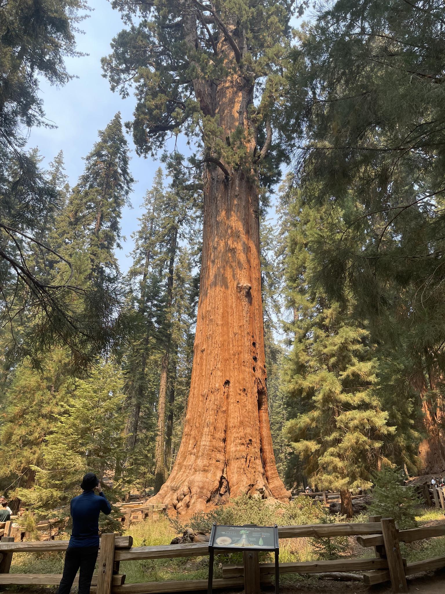 A person stands admiring a massive, towering tree in a hazy forest.