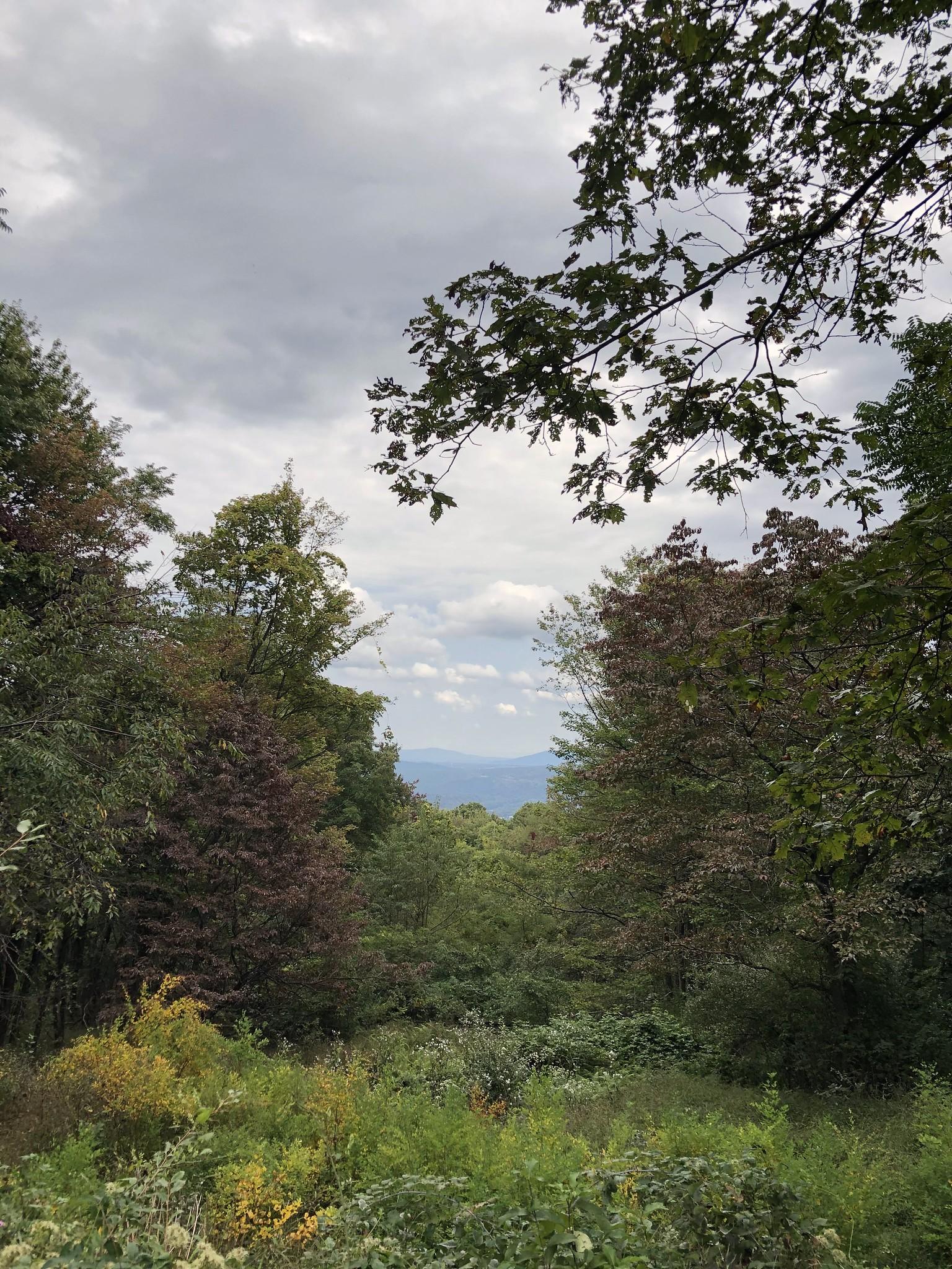 Overcast sky above a lush green forest with distant mountains on the horizon.