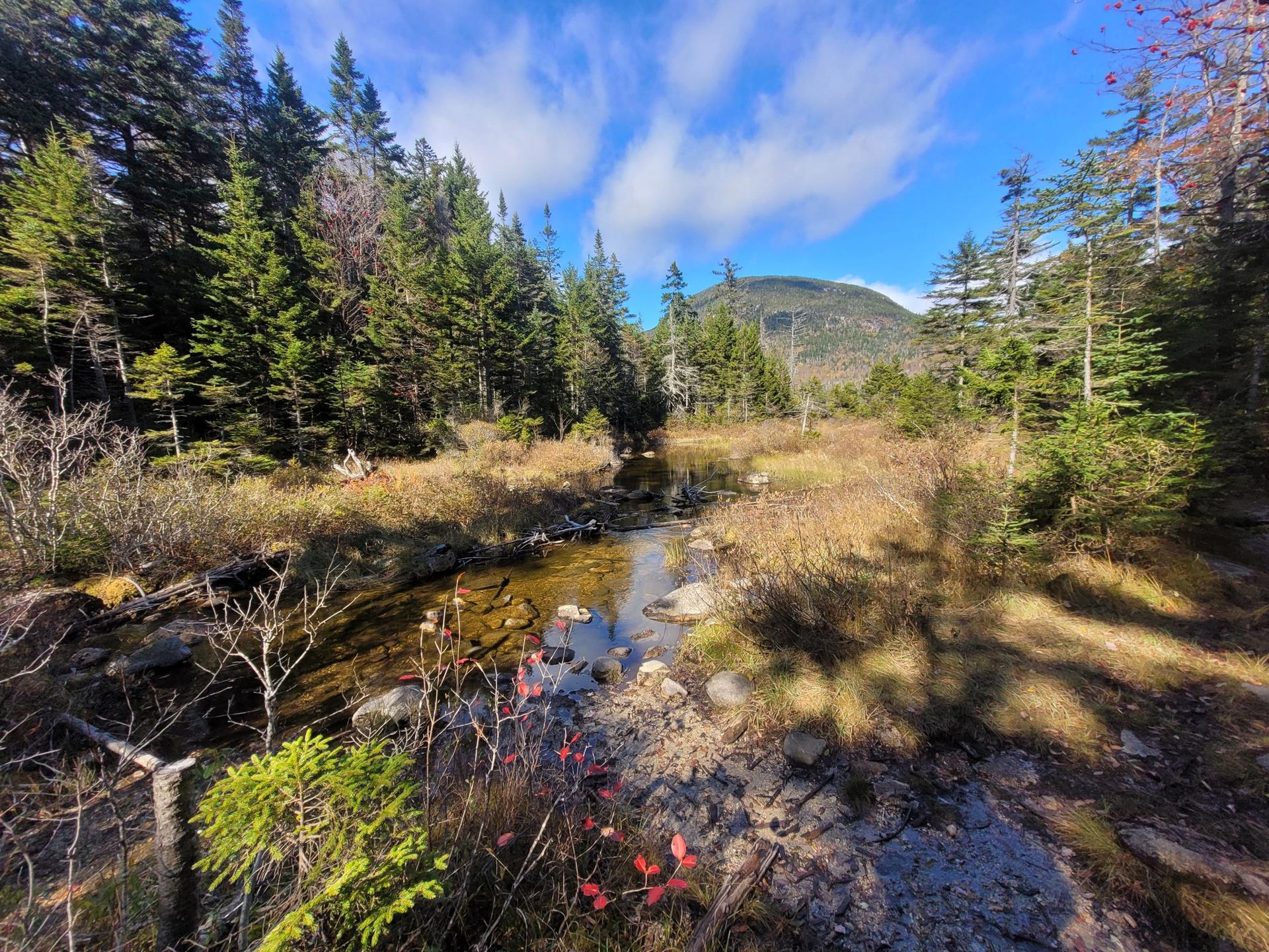 Sunny stream flowing through a marshy forest with distant mountains.
