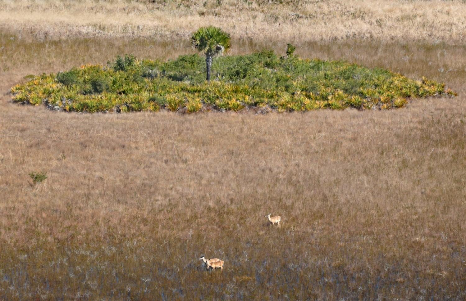 Two deer in a vast dry grassy field with a green tree island.