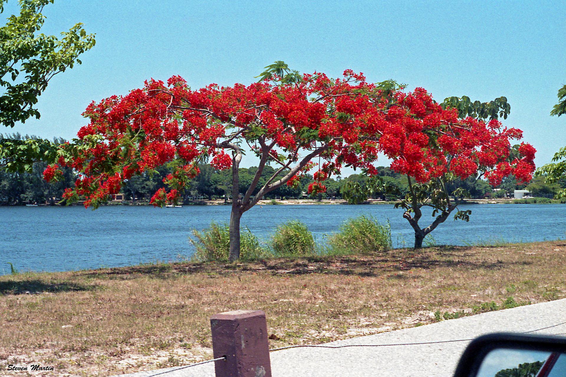 Vibrant red flowering tree beside blue water under a clear sky.