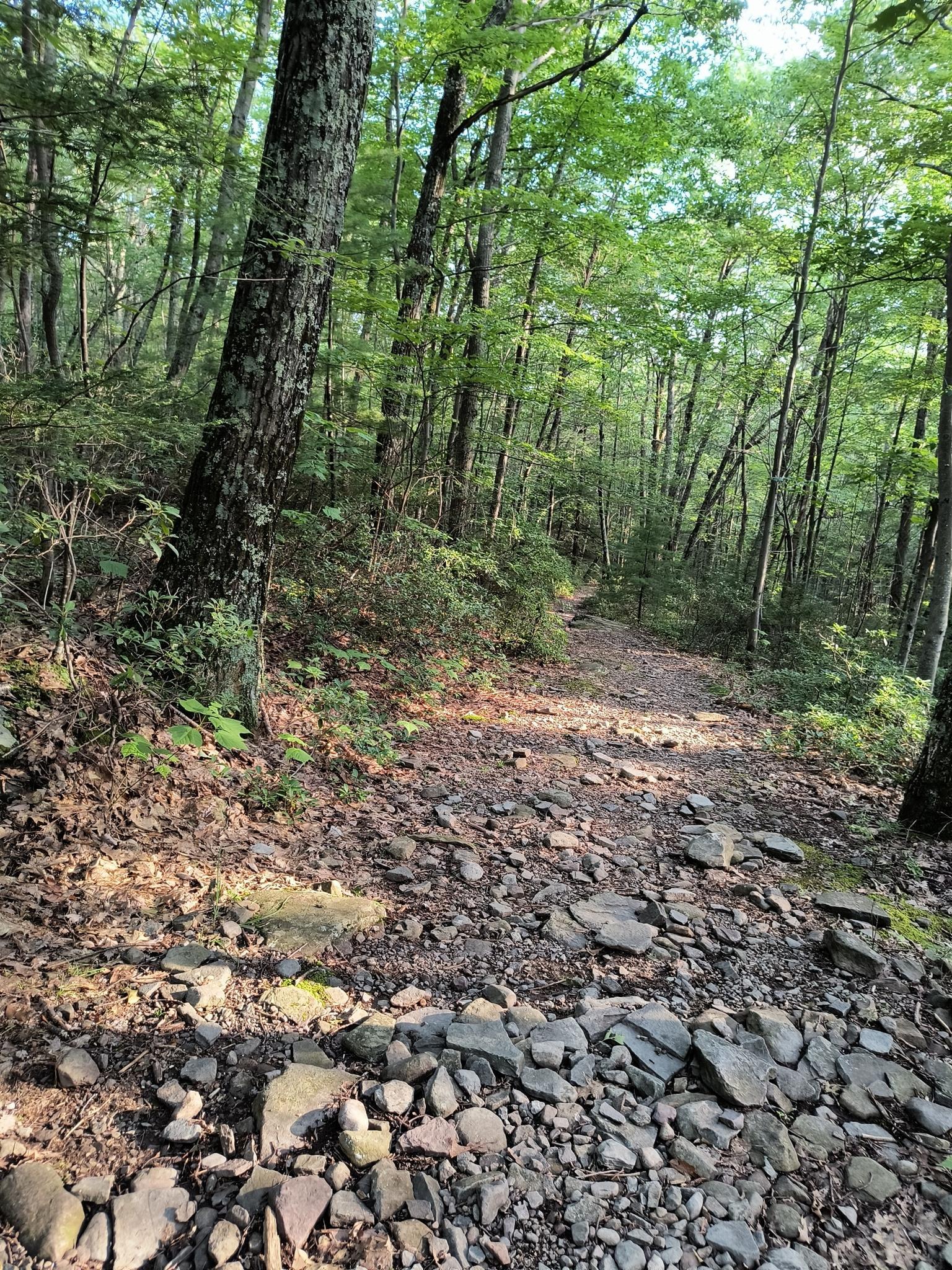 A rocky dirt path winding through a sun-dappled green forest.
