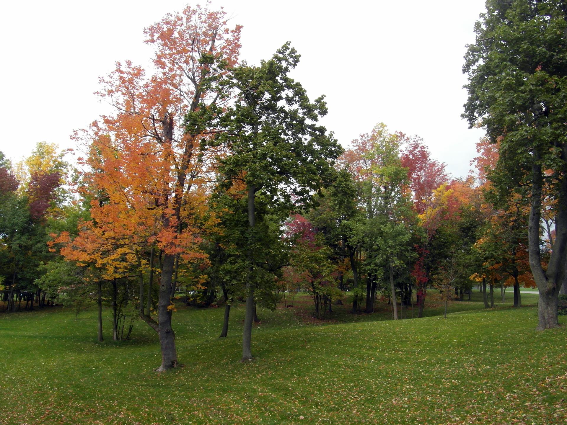 Grassy park with trees displaying vibrant autumn foliage under an overcast sky.