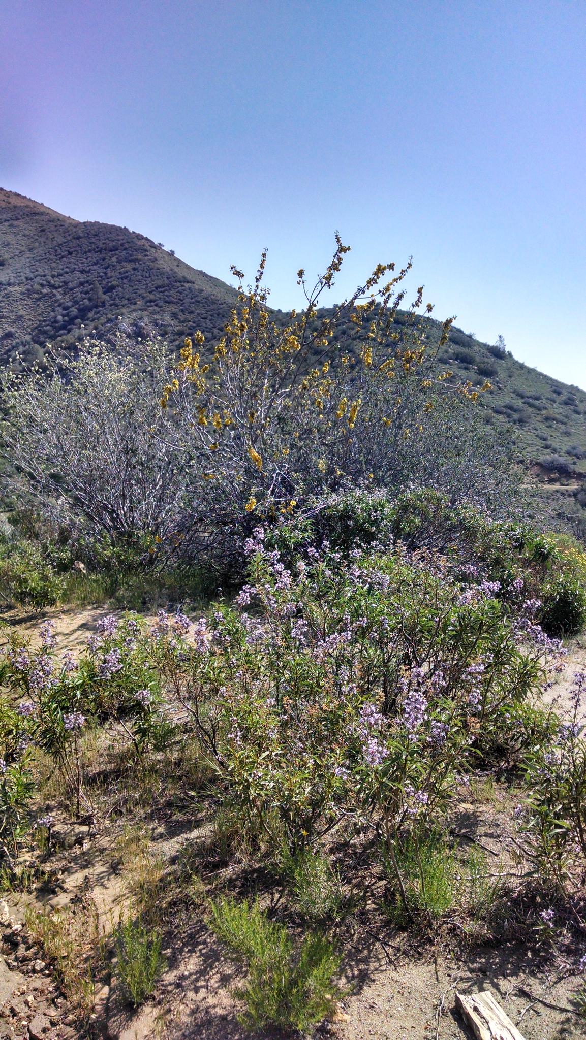 Colorful wildflowers and shrubs on a sunny hillside with a distant mountain.