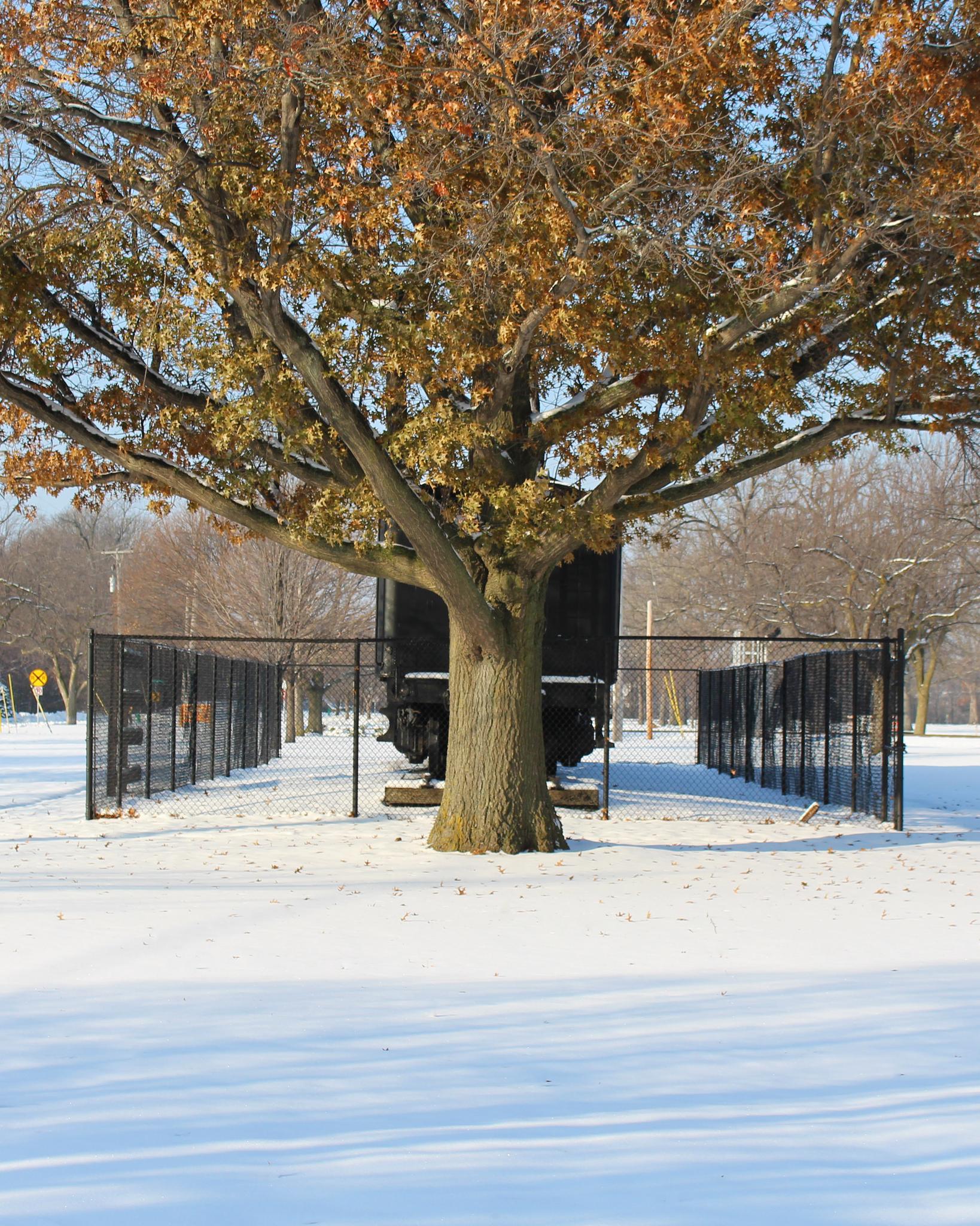 Large tree with autumn leaves in snowy park, bright winter day.