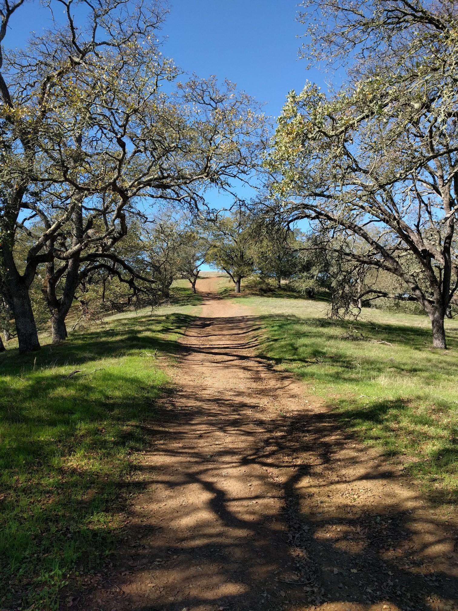 Dirt path winding uphill through sunlit grassy hills framed by trees.